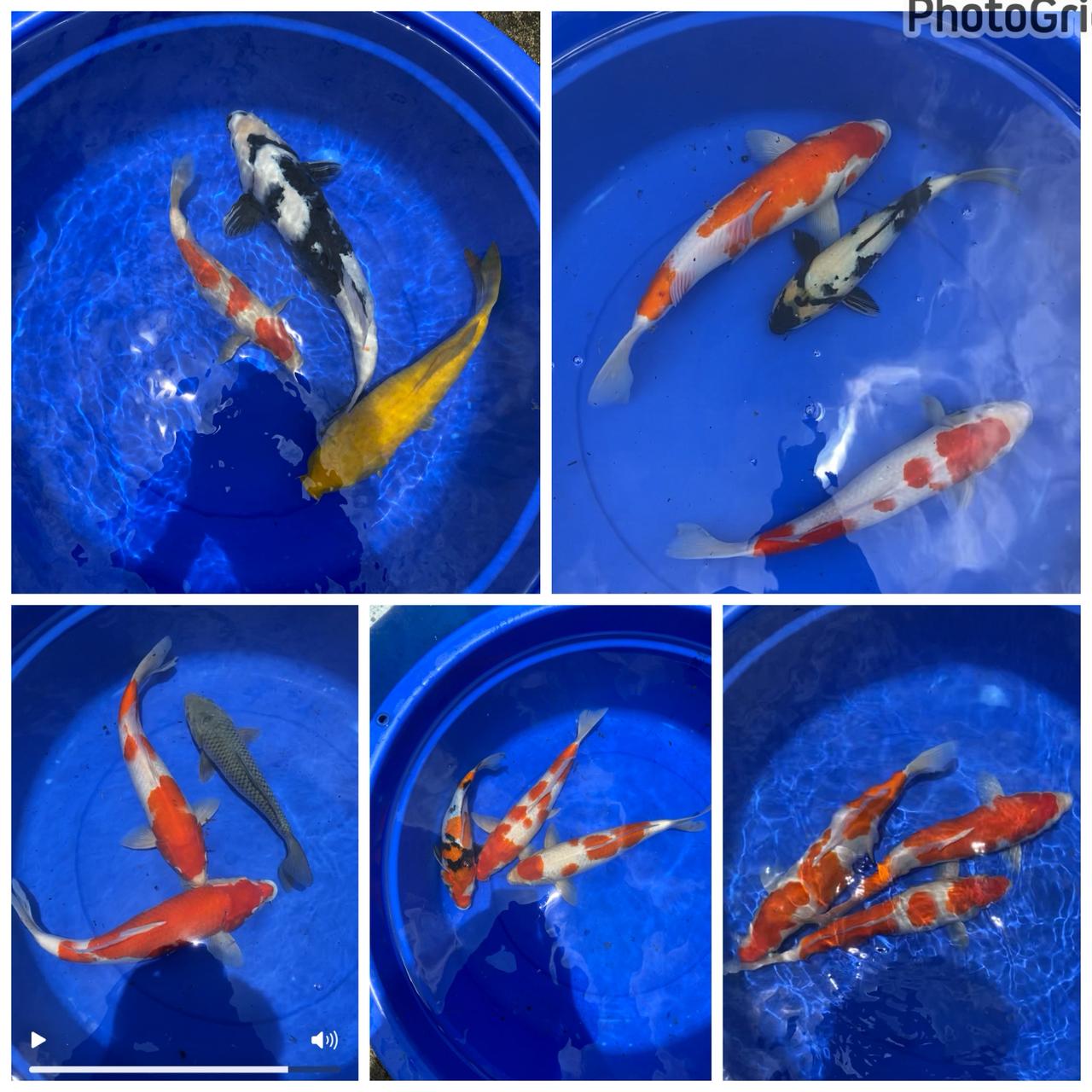 Lelang Koi Online, Jual Beli Ikan Koi, Pasar Koi Terbaik, Agen Lelang Koi, Penawaran Koi Berkualitas, Harga Jual Koi, Lelang Ikan Koi Import, Beli Koi Online, Jual Koi Murah, Koi Showroom, Penjual Koi Terpercaya, Lelang Koi Jakarta, Jual Koi Lokal, Koi Kualitas Unggul, Harga Terbaik Koi, Jual Koi Indukan, Lelang Ikan Hias Koi, Pasar Koi Indonesia, Beli Koi Berkualitas Tinggi, Koi Farm Terbesar, Jual Beli Koi Impor, Lelang Ikan Koi Kualitas Premium, Daftar Harga Koi Terbaru, Pusat Jual Beli Koi, Info Lelang Koi Hari Ini.