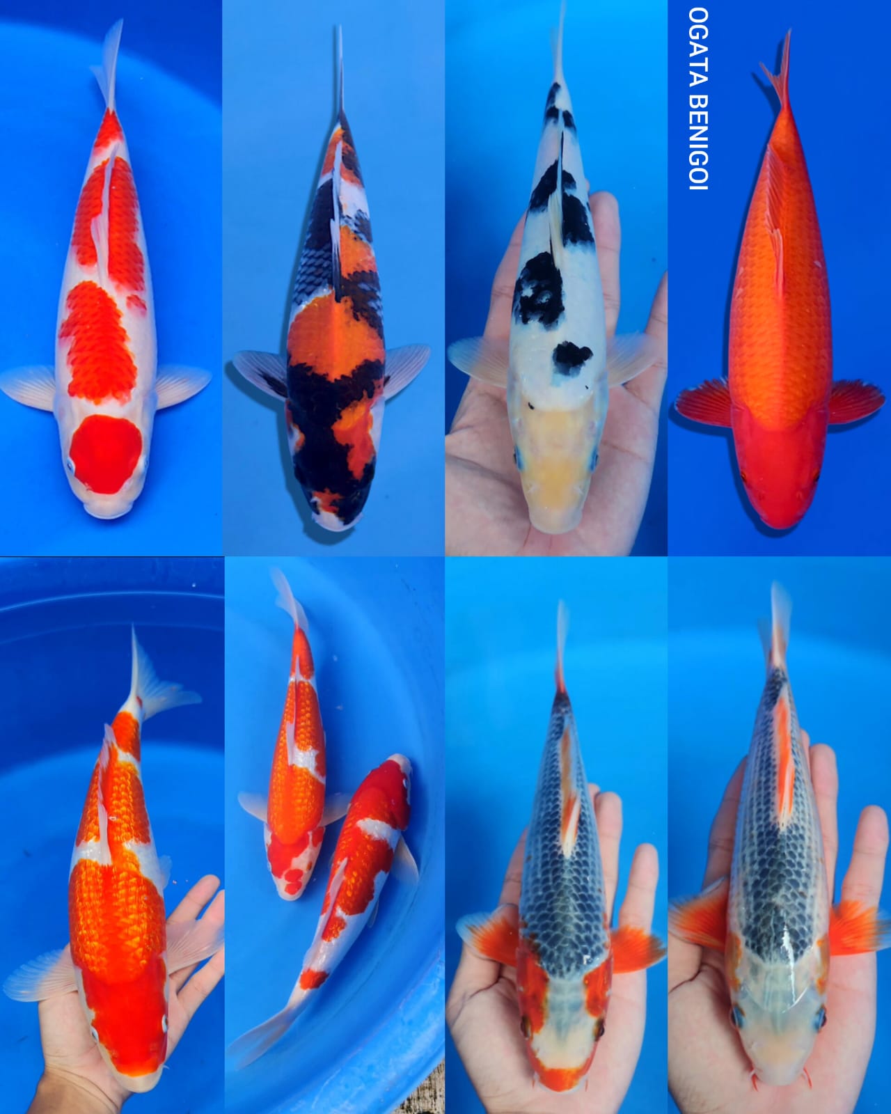 Lelang Koi Online, Jual Beli Ikan Koi, Pasar Koi Terbaik, Agen Lelang Koi, Penawaran Koi Berkualitas, Harga Jual Koi, Lelang Ikan Koi Import, Beli Koi Online, Jual Koi Murah, Koi Showroom, Penjual Koi Terpercaya, Lelang Koi Jakarta, Jual Koi Lokal, Koi Kualitas Unggul, Harga Terbaik Koi, Jual Koi Indukan, Lelang Ikan Hias Koi, Pasar Koi Indonesia, Beli Koi Berkualitas Tinggi, Koi Farm Terbesar, Jual Beli Koi Impor, Lelang Ikan Koi Kualitas Premium, Daftar Harga Koi Terbaru, Pusat Jual Beli Koi, Info Lelang Koi Hari Ini.