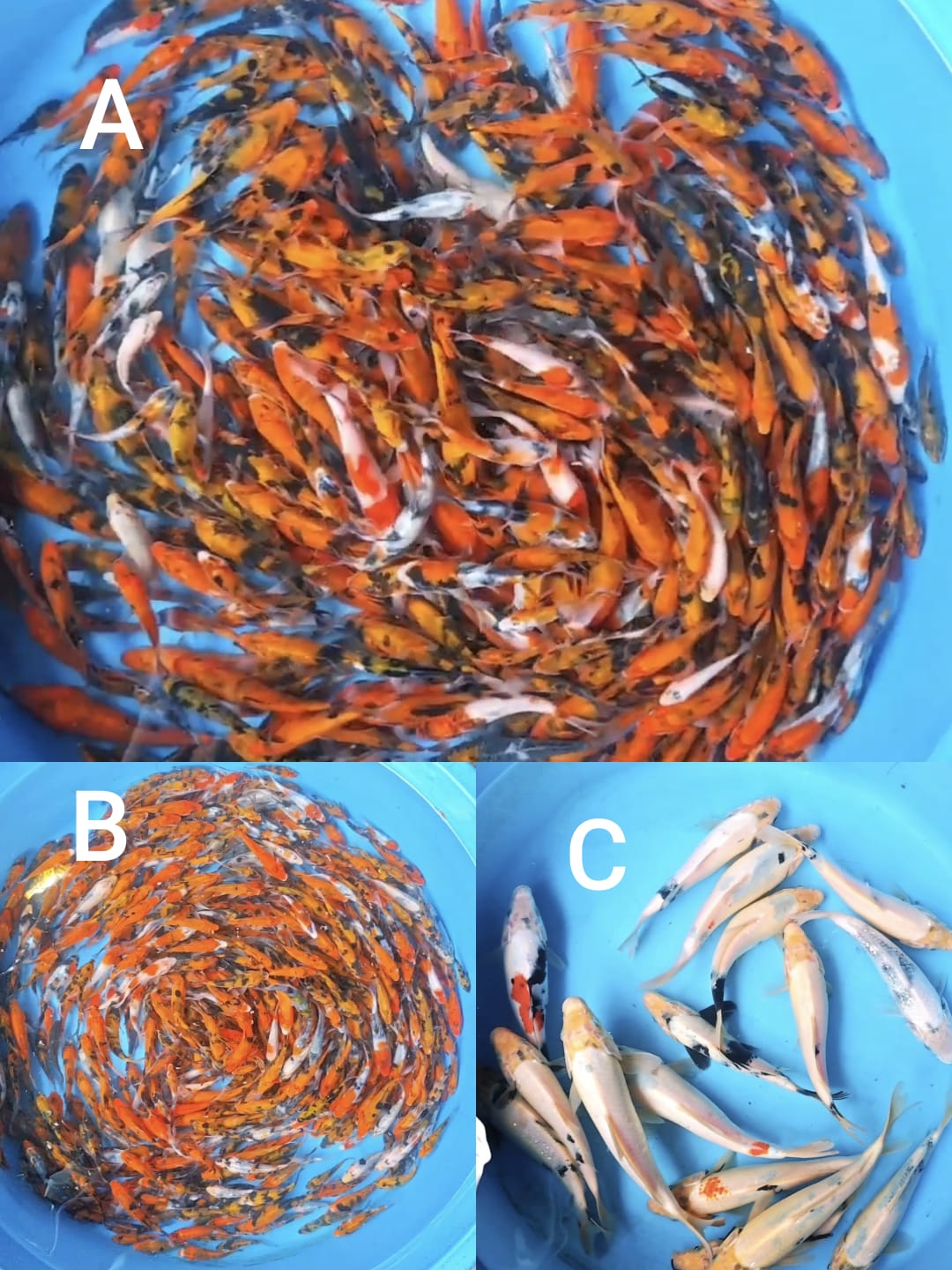 Lelang Koi Online, Jual Beli Ikan Koi, Pasar Koi Terbaik, Agen Lelang Koi, Penawaran Koi Berkualitas, Harga Jual Koi, Lelang Ikan Koi Import, Beli Koi Online, Jual Koi Murah, Koi Showroom, Penjual Koi Terpercaya, Lelang Koi Jakarta, Jual Koi Lokal, Koi Kualitas Unggul, Harga Terbaik Koi, Jual Koi Indukan, Lelang Ikan Hias Koi, Pasar Koi Indonesia, Beli Koi Berkualitas Tinggi, Koi Farm Terbesar, Jual Beli Koi Impor, Lelang Ikan Koi Kualitas Premium, Daftar Harga Koi Terbaru, Pusat Jual Beli Koi, Info Lelang Koi Hari Ini.