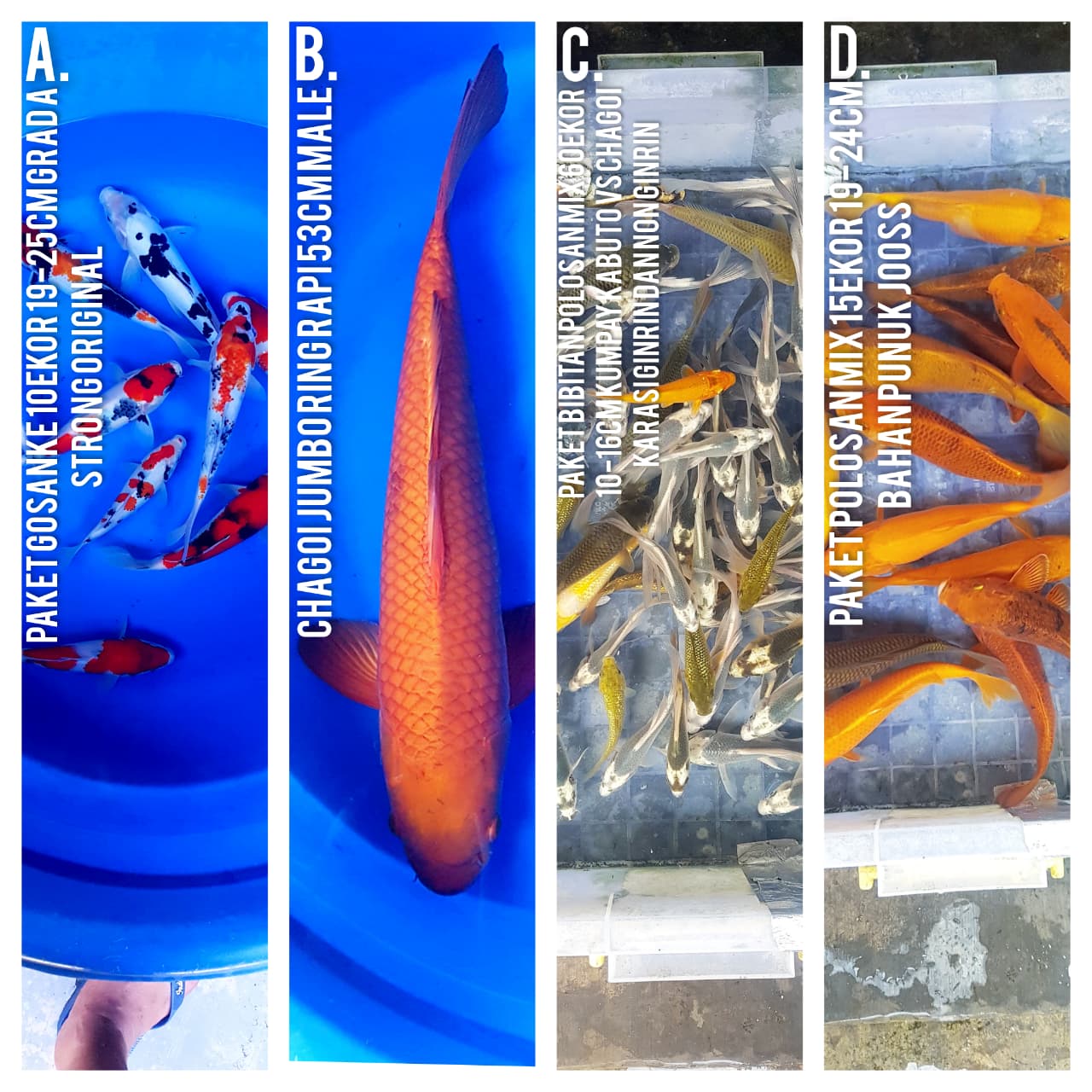 Lelang Koi Online, Jual Beli Ikan Koi, Pasar Koi Terbaik, Agen Lelang Koi, Penawaran Koi Berkualitas, Harga Jual Koi, Lelang Ikan Koi Import, Beli Koi Online, Jual Koi Murah, Koi Showroom, Penjual Koi Terpercaya, Lelang Koi Jakarta, Jual Koi Lokal, Koi Kualitas Unggul, Harga Terbaik Koi, Jual Koi Indukan, Lelang Ikan Hias Koi, Pasar Koi Indonesia, Beli Koi Berkualitas Tinggi, Koi Farm Terbesar, Jual Beli Koi Impor, Lelang Ikan Koi Kualitas Premium, Daftar Harga Koi Terbaru, Pusat Jual Beli Koi, Info Lelang Koi Hari Ini.