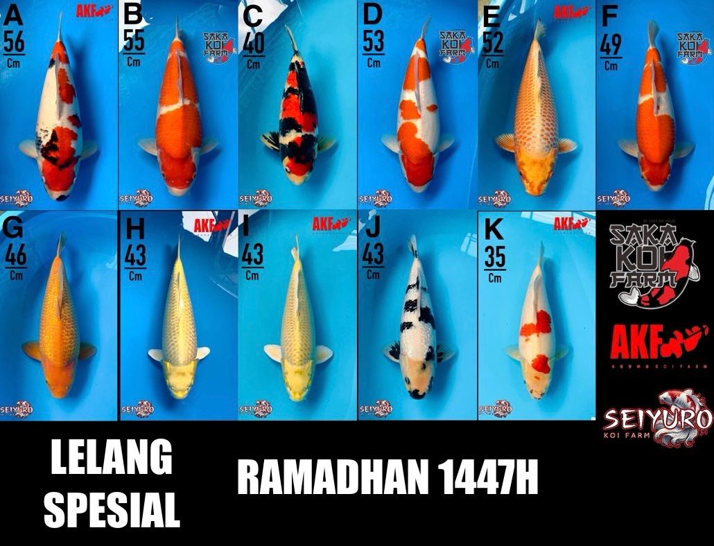 Lelang Koi Online, Jual Beli Ikan Koi, Pasar Koi Terbaik, Agen Lelang Koi, Penawaran Koi Berkualitas, Harga Jual Koi, Lelang Ikan Koi Import, Beli Koi Online, Jual Koi Murah, Koi Showroom, Penjual Koi Terpercaya, Lelang Koi Jakarta, Jual Koi Lokal, Koi Kualitas Unggul, Harga Terbaik Koi, Jual Koi Indukan, Lelang Ikan Hias Koi, Pasar Koi Indonesia, Beli Koi Berkualitas Tinggi, Koi Farm Terbesar, Jual Beli Koi Impor, Lelang Ikan Koi Kualitas Premium, Daftar Harga Koi Terbaru, Pusat Jual Beli Koi, Info Lelang Koi Hari Ini.