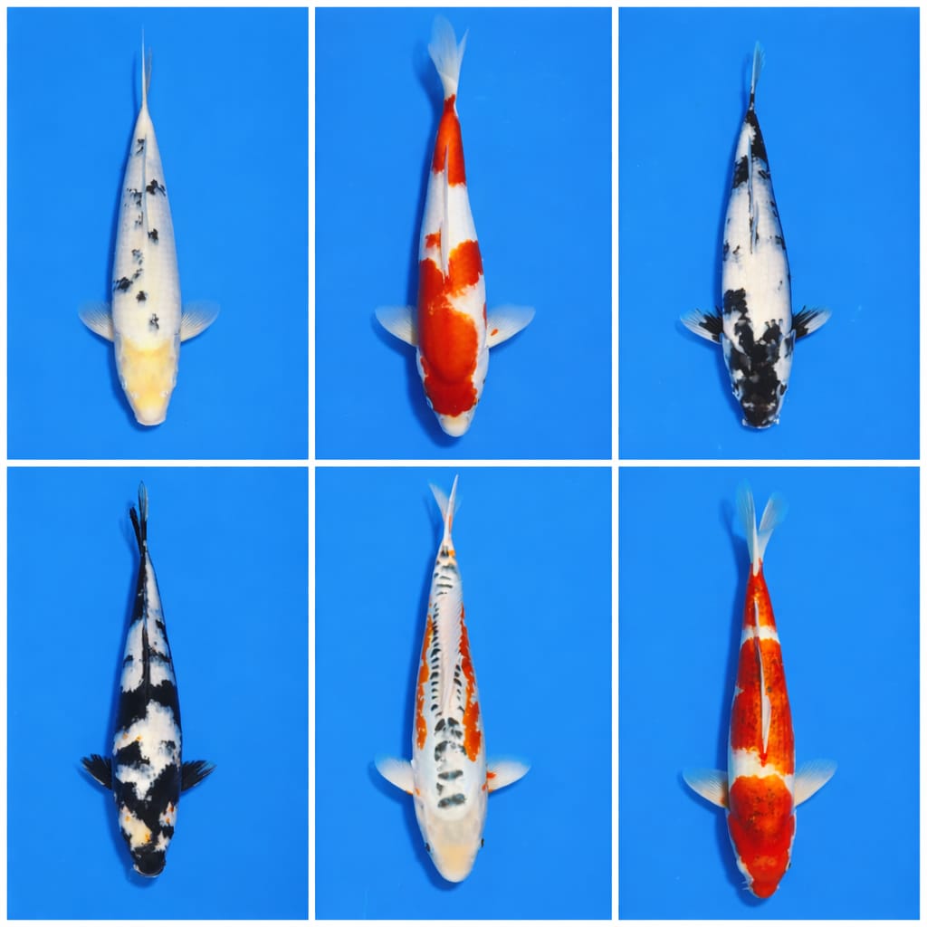 Lelang Koi Online, Jual Beli Ikan Koi, Pasar Koi Terbaik, Agen Lelang Koi, Penawaran Koi Berkualitas, Harga Jual Koi, Lelang Ikan Koi Import, Beli Koi Online, Jual Koi Murah, Koi Showroom, Penjual Koi Terpercaya, Lelang Koi Jakarta, Jual Koi Lokal, Koi Kualitas Unggul, Harga Terbaik Koi, Jual Koi Indukan, Lelang Ikan Hias Koi, Pasar Koi Indonesia, Beli Koi Berkualitas Tinggi, Koi Farm Terbesar, Jual Beli Koi Impor, Lelang Ikan Koi Kualitas Premium, Daftar Harga Koi Terbaru, Pusat Jual Beli Koi, Info Lelang Koi Hari Ini.