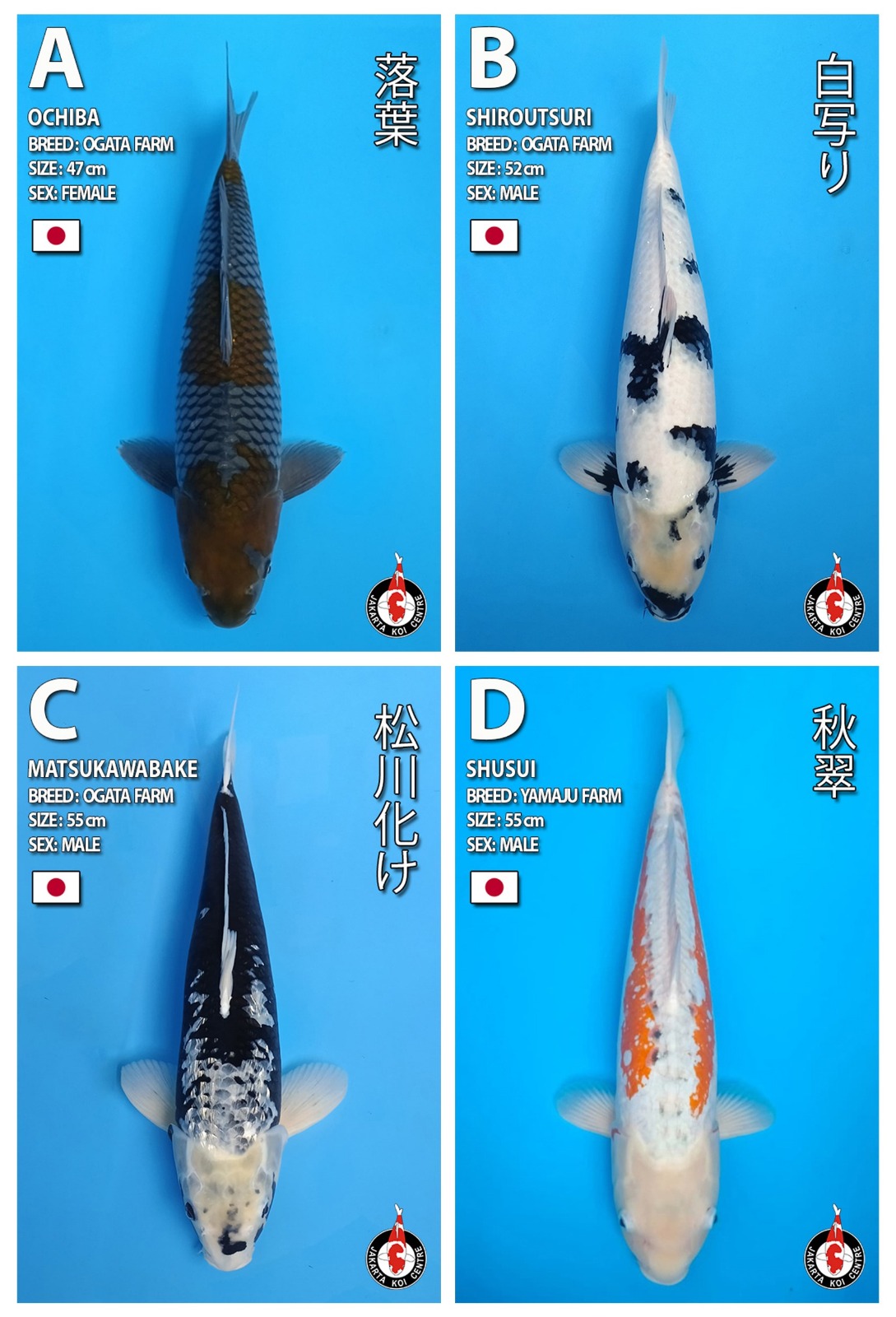 Lelang Koi Online, Jual Beli Ikan Koi, Pasar Koi Terbaik, Agen Lelang Koi, Penawaran Koi Berkualitas, Harga Jual Koi, Lelang Ikan Koi Import, Beli Koi Online, Jual Koi Murah, Koi Showroom, Penjual Koi Terpercaya, Lelang Koi Jakarta, Jual Koi Lokal, Koi Kualitas Unggul, Harga Terbaik Koi, Jual Koi Indukan, Lelang Ikan Hias Koi, Pasar Koi Indonesia, Beli Koi Berkualitas Tinggi, Koi Farm Terbesar, Jual Beli Koi Impor, Lelang Ikan Koi Kualitas Premium, Daftar Harga Koi Terbaru, Pusat Jual Beli Koi, Info Lelang Koi Hari Ini.