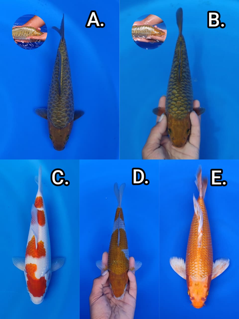 Lelang Koi Online, Jual Beli Ikan Koi, Pasar Koi Terbaik, Agen Lelang Koi, Penawaran Koi Berkualitas, Harga Jual Koi, Lelang Ikan Koi Import, Beli Koi Online, Jual Koi Murah, Koi Showroom, Penjual Koi Terpercaya, Lelang Koi Jakarta, Jual Koi Lokal, Koi Kualitas Unggul, Harga Terbaik Koi, Jual Koi Indukan, Lelang Ikan Hias Koi, Pasar Koi Indonesia, Beli Koi Berkualitas Tinggi, Koi Farm Terbesar, Jual Beli Koi Impor, Lelang Ikan Koi Kualitas Premium, Daftar Harga Koi Terbaru, Pusat Jual Beli Koi, Info Lelang Koi Hari Ini.