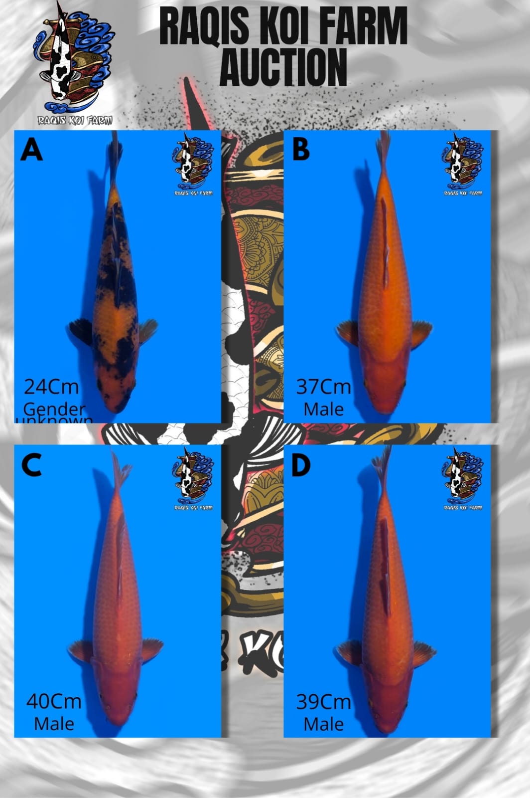 Lelang Koi Online, Jual Beli Ikan Koi, Pasar Koi Terbaik, Agen Lelang Koi, Penawaran Koi Berkualitas, Harga Jual Koi, Lelang Ikan Koi Import, Beli Koi Online, Jual Koi Murah, Koi Showroom, Penjual Koi Terpercaya, Lelang Koi Jakarta, Jual Koi Lokal, Koi Kualitas Unggul, Harga Terbaik Koi, Jual Koi Indukan, Lelang Ikan Hias Koi, Pasar Koi Indonesia, Beli Koi Berkualitas Tinggi, Koi Farm Terbesar, Jual Beli Koi Impor, Lelang Ikan Koi Kualitas Premium, Daftar Harga Koi Terbaru, Pusat Jual Beli Koi, Info Lelang Koi Hari Ini.