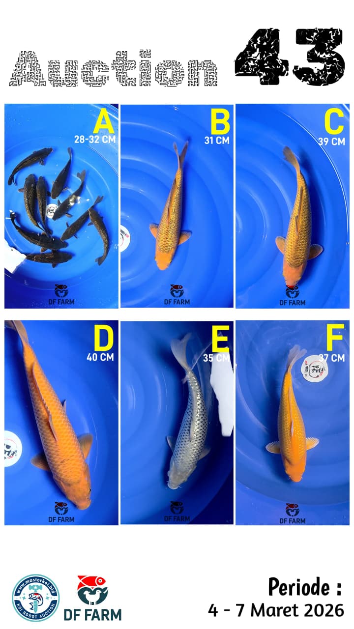 Lelang Koi Online, Jual Beli Ikan Koi, Pasar Koi Terbaik, Agen Lelang Koi, Penawaran Koi Berkualitas, Harga Jual Koi, Lelang Ikan Koi Import, Beli Koi Online, Jual Koi Murah, Koi Showroom, Penjual Koi Terpercaya, Lelang Koi Jakarta, Jual Koi Lokal, Koi Kualitas Unggul, Harga Terbaik Koi, Jual Koi Indukan, Lelang Ikan Hias Koi, Pasar Koi Indonesia, Beli Koi Berkualitas Tinggi, Koi Farm Terbesar, Jual Beli Koi Impor, Lelang Ikan Koi Kualitas Premium, Daftar Harga Koi Terbaru, Pusat Jual Beli Koi, Info Lelang Koi Hari Ini.