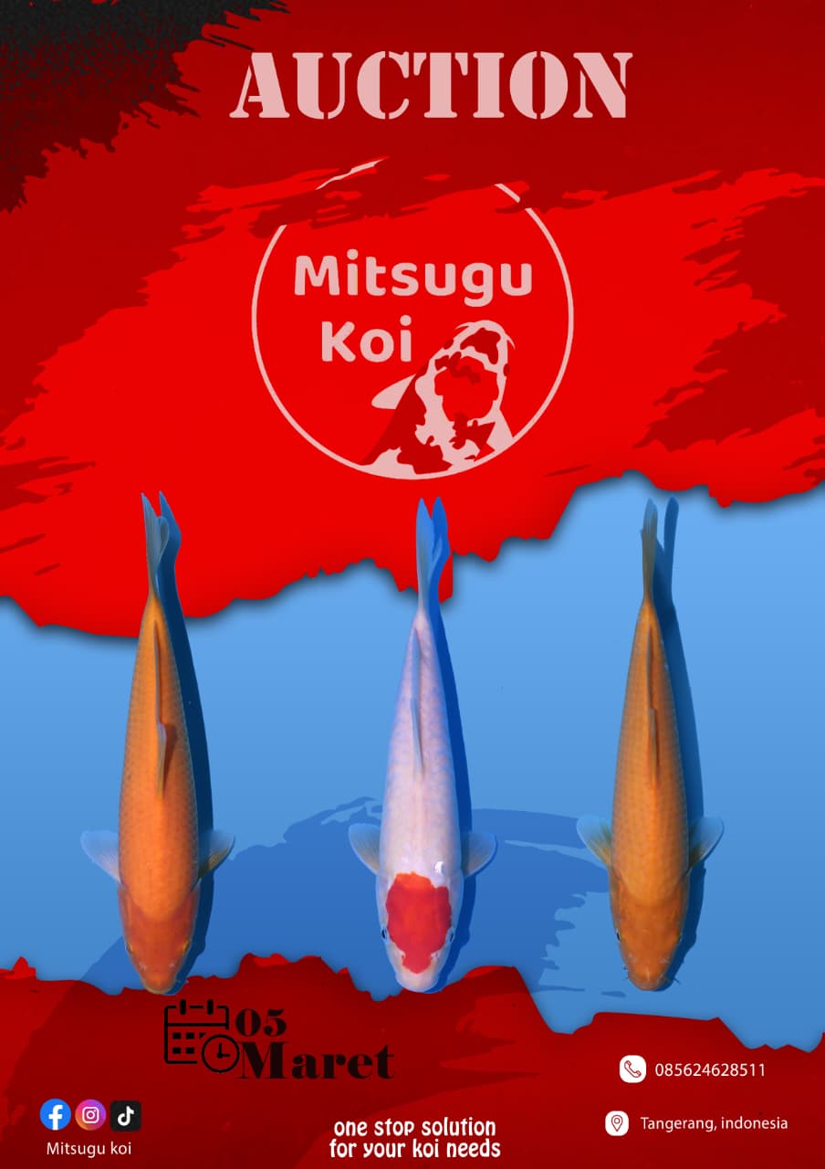 Lelang Koi Online, Jual Beli Ikan Koi, Pasar Koi Terbaik, Agen Lelang Koi, Penawaran Koi Berkualitas, Harga Jual Koi, Lelang Ikan Koi Import, Beli Koi Online, Jual Koi Murah, Koi Showroom, Penjual Koi Terpercaya, Lelang Koi Jakarta, Jual Koi Lokal, Koi Kualitas Unggul, Harga Terbaik Koi, Jual Koi Indukan, Lelang Ikan Hias Koi, Pasar Koi Indonesia, Beli Koi Berkualitas Tinggi, Koi Farm Terbesar, Jual Beli Koi Impor, Lelang Ikan Koi Kualitas Premium, Daftar Harga Koi Terbaru, Pusat Jual Beli Koi, Info Lelang Koi Hari Ini.