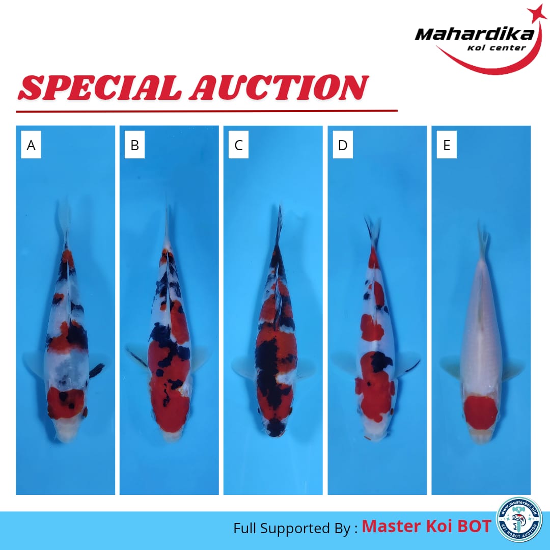 Lelang Koi Online, Jual Beli Ikan Koi, Pasar Koi Terbaik, Agen Lelang Koi, Penawaran Koi Berkualitas, Harga Jual Koi, Lelang Ikan Koi Import, Beli Koi Online, Jual Koi Murah, Koi Showroom, Penjual Koi Terpercaya, Lelang Koi Jakarta, Jual Koi Lokal, Koi Kualitas Unggul, Harga Terbaik Koi, Jual Koi Indukan, Lelang Ikan Hias Koi, Pasar Koi Indonesia, Beli Koi Berkualitas Tinggi, Koi Farm Terbesar, Jual Beli Koi Impor, Lelang Ikan Koi Kualitas Premium, Daftar Harga Koi Terbaru, Pusat Jual Beli Koi, Info Lelang Koi Hari Ini.