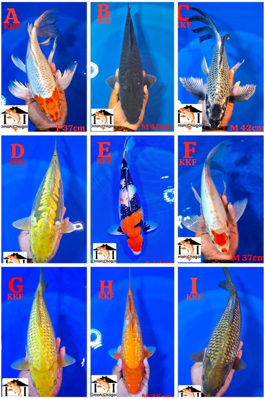 Lelang Koi Online, Jual Beli Ikan Koi, Pasar Koi Terbaik, Agen Lelang Koi, Penawaran Koi Berkualitas, Harga Jual Koi, Lelang Ikan Koi Import, Beli Koi Online, Jual Koi Murah, Koi Showroom, Penjual Koi Terpercaya, Lelang Koi Jakarta, Jual Koi Lokal, Koi Kualitas Unggul, Harga Terbaik Koi, Jual Koi Indukan, Lelang Ikan Hias Koi, Pasar Koi Indonesia, Beli Koi Berkualitas Tinggi, Koi Farm Terbesar, Jual Beli Koi Impor, Lelang Ikan Koi Kualitas Premium, Daftar Harga Koi Terbaru, Pusat Jual Beli Koi, Info Lelang Koi Hari Ini.