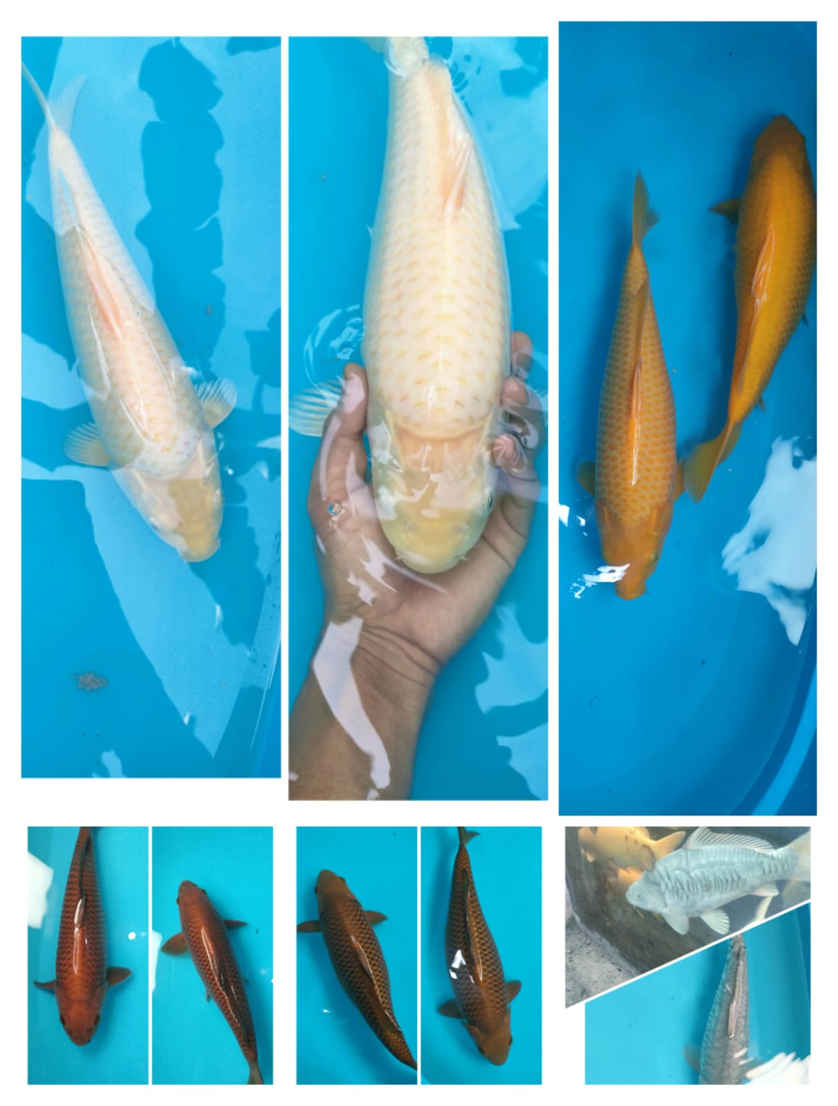 Lelang Koi Online, Jual Beli Ikan Koi, Pasar Koi Terbaik, Agen Lelang Koi, Penawaran Koi Berkualitas, Harga Jual Koi, Lelang Ikan Koi Import, Beli Koi Online, Jual Koi Murah, Koi Showroom, Penjual Koi Terpercaya, Lelang Koi Jakarta, Jual Koi Lokal, Koi Kualitas Unggul, Harga Terbaik Koi, Jual Koi Indukan, Lelang Ikan Hias Koi, Pasar Koi Indonesia, Beli Koi Berkualitas Tinggi, Koi Farm Terbesar, Jual Beli Koi Impor, Lelang Ikan Koi Kualitas Premium, Daftar Harga Koi Terbaru, Pusat Jual Beli Koi, Info Lelang Koi Hari Ini.