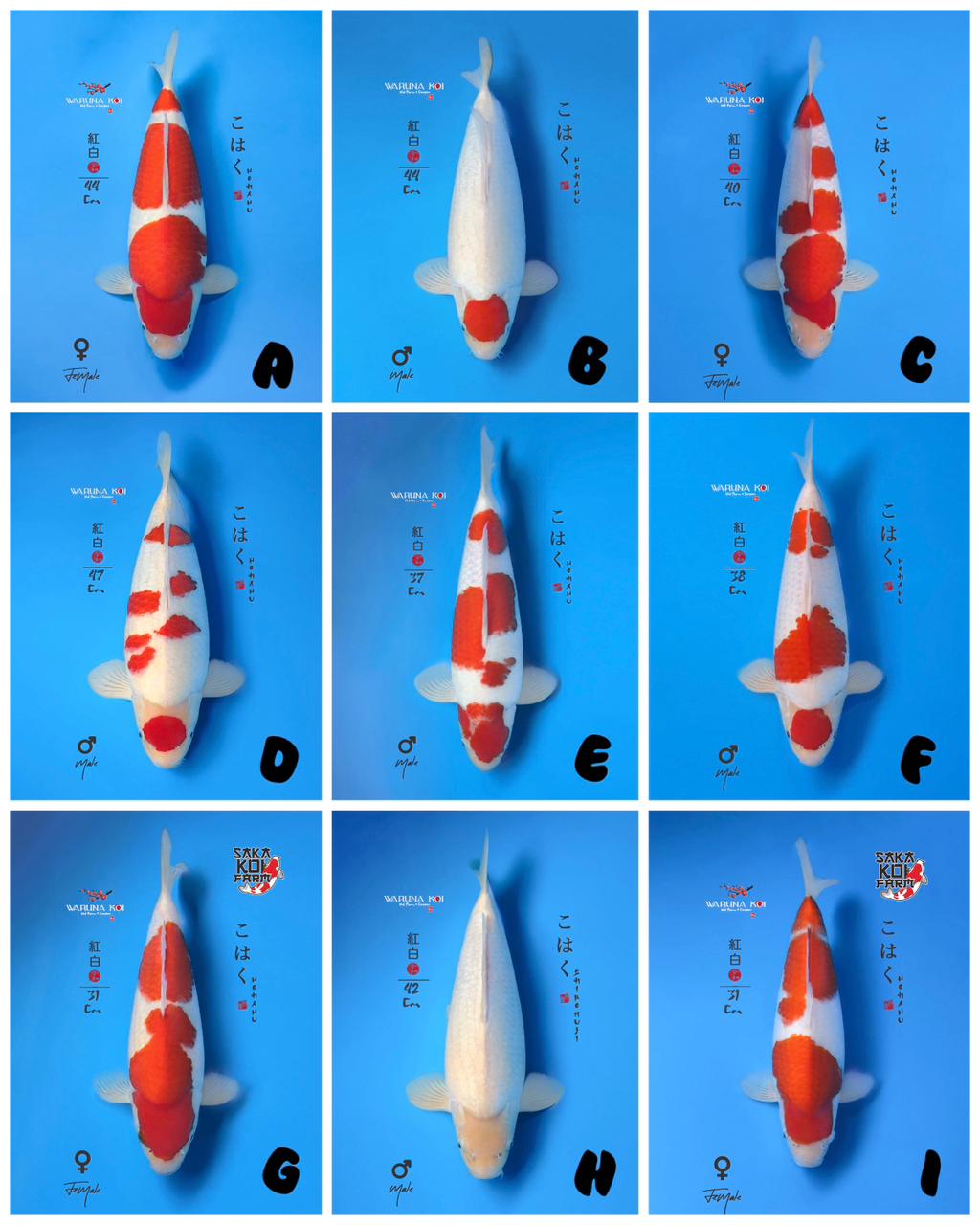 Lelang Koi Online, Jual Beli Ikan Koi, Pasar Koi Terbaik, Agen Lelang Koi, Penawaran Koi Berkualitas, Harga Jual Koi, Lelang Ikan Koi Import, Beli Koi Online, Jual Koi Murah, Koi Showroom, Penjual Koi Terpercaya, Lelang Koi Jakarta, Jual Koi Lokal, Koi Kualitas Unggul, Harga Terbaik Koi, Jual Koi Indukan, Lelang Ikan Hias Koi, Pasar Koi Indonesia, Beli Koi Berkualitas Tinggi, Koi Farm Terbesar, Jual Beli Koi Impor, Lelang Ikan Koi Kualitas Premium, Daftar Harga Koi Terbaru, Pusat Jual Beli Koi, Info Lelang Koi Hari Ini.