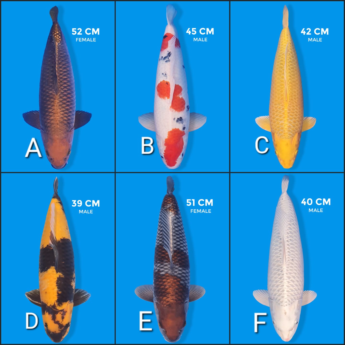 Lelang Koi Online, Jual Beli Ikan Koi, Pasar Koi Terbaik, Agen Lelang Koi, Penawaran Koi Berkualitas, Harga Jual Koi, Lelang Ikan Koi Import, Beli Koi Online, Jual Koi Murah, Koi Showroom, Penjual Koi Terpercaya, Lelang Koi Jakarta, Jual Koi Lokal, Koi Kualitas Unggul, Harga Terbaik Koi, Jual Koi Indukan, Lelang Ikan Hias Koi, Pasar Koi Indonesia, Beli Koi Berkualitas Tinggi, Koi Farm Terbesar, Jual Beli Koi Impor, Lelang Ikan Koi Kualitas Premium, Daftar Harga Koi Terbaru, Pusat Jual Beli Koi, Info Lelang Koi Hari Ini.