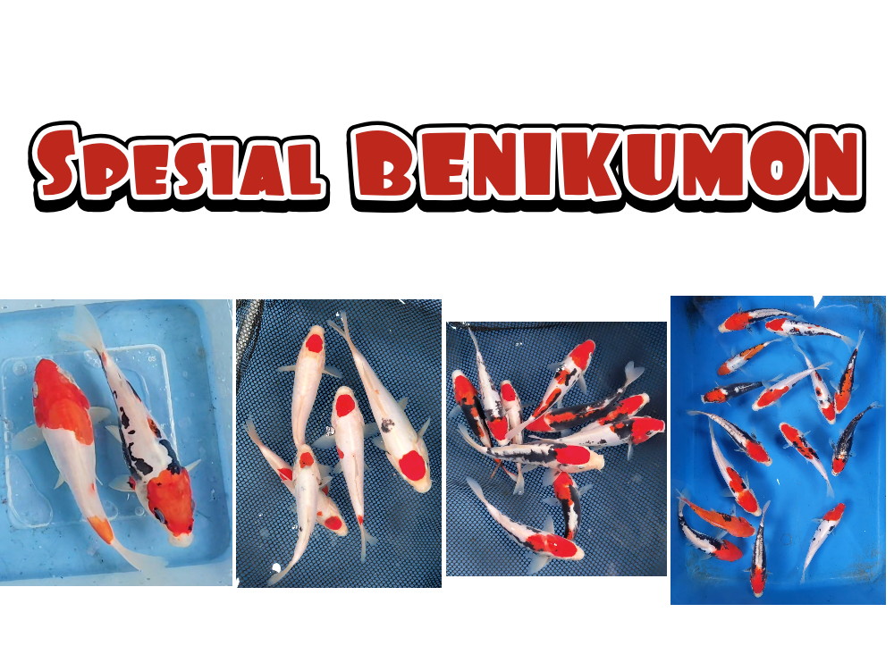 Lelang Koi Online, Jual Beli Ikan Koi, Pasar Koi Terbaik, Agen Lelang Koi, Penawaran Koi Berkualitas, Harga Jual Koi, Lelang Ikan Koi Import, Beli Koi Online, Jual Koi Murah, Koi Showroom, Penjual Koi Terpercaya, Lelang Koi Jakarta, Jual Koi Lokal, Koi Kualitas Unggul, Harga Terbaik Koi, Jual Koi Indukan, Lelang Ikan Hias Koi, Pasar Koi Indonesia, Beli Koi Berkualitas Tinggi, Koi Farm Terbesar, Jual Beli Koi Impor, Lelang Ikan Koi Kualitas Premium, Daftar Harga Koi Terbaru, Pusat Jual Beli Koi, Info Lelang Koi Hari Ini.