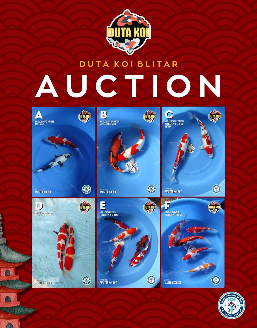 Lelang Koi Online, Jual Beli Ikan Koi, Pasar Koi Terbaik, Agen Lelang Koi, Penawaran Koi Berkualitas, Harga Jual Koi, Lelang Ikan Koi Import, Beli Koi Online, Jual Koi Murah, Koi Showroom, Penjual Koi Terpercaya, Lelang Koi Jakarta, Jual Koi Lokal, Koi Kualitas Unggul, Harga Terbaik Koi, Jual Koi Indukan, Lelang Ikan Hias Koi, Pasar Koi Indonesia, Beli Koi Berkualitas Tinggi, Koi Farm Terbesar, Jual Beli Koi Impor, Lelang Ikan Koi Kualitas Premium, Daftar Harga Koi Terbaru, Pusat Jual Beli Koi, Info Lelang Koi Hari Ini.