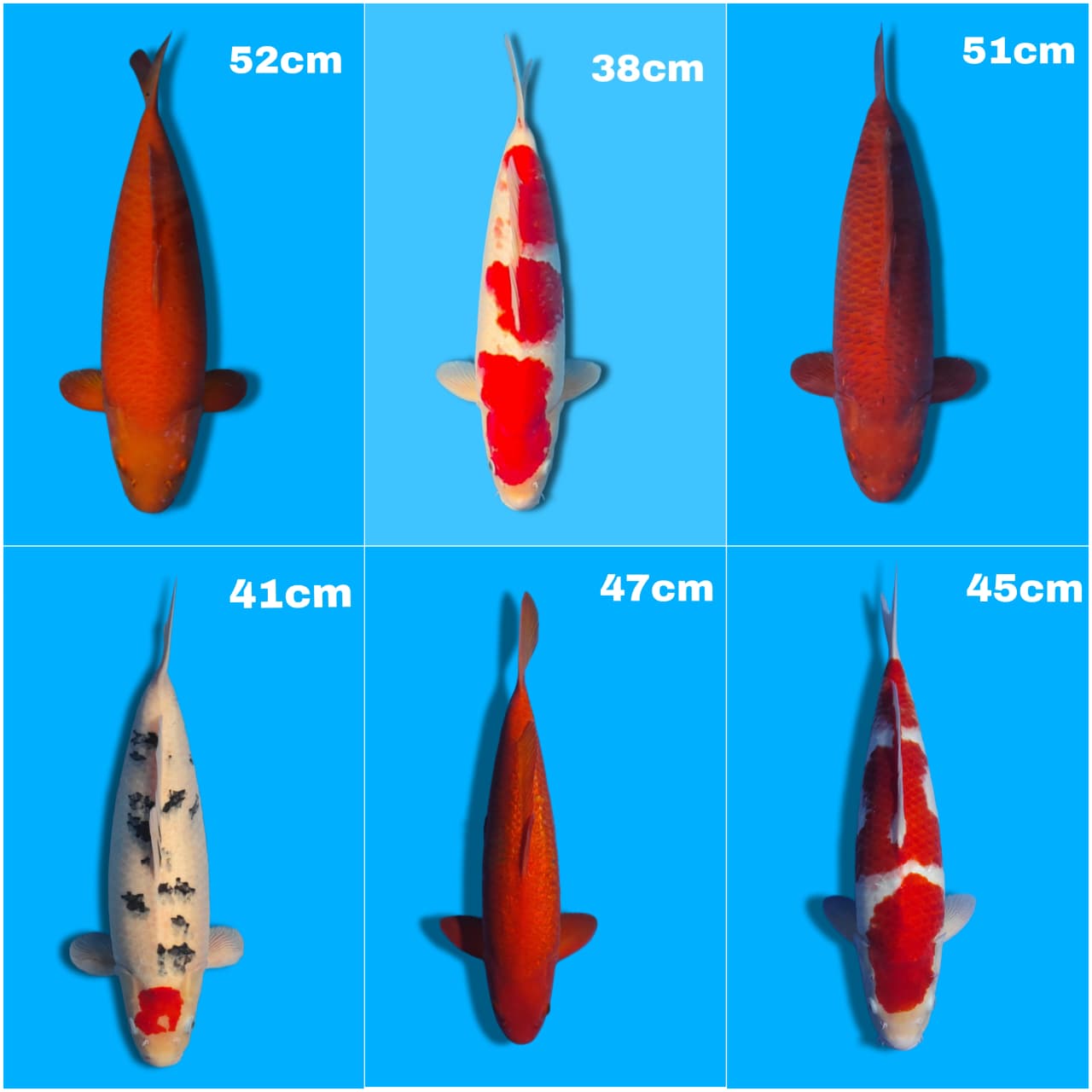 Lelang Koi Online, Jual Beli Ikan Koi, Pasar Koi Terbaik, Agen Lelang Koi, Penawaran Koi Berkualitas, Harga Jual Koi, Lelang Ikan Koi Import, Beli Koi Online, Jual Koi Murah, Koi Showroom, Penjual Koi Terpercaya, Lelang Koi Jakarta, Jual Koi Lokal, Koi Kualitas Unggul, Harga Terbaik Koi, Jual Koi Indukan, Lelang Ikan Hias Koi, Pasar Koi Indonesia, Beli Koi Berkualitas Tinggi, Koi Farm Terbesar, Jual Beli Koi Impor, Lelang Ikan Koi Kualitas Premium, Daftar Harga Koi Terbaru, Pusat Jual Beli Koi, Info Lelang Koi Hari Ini.