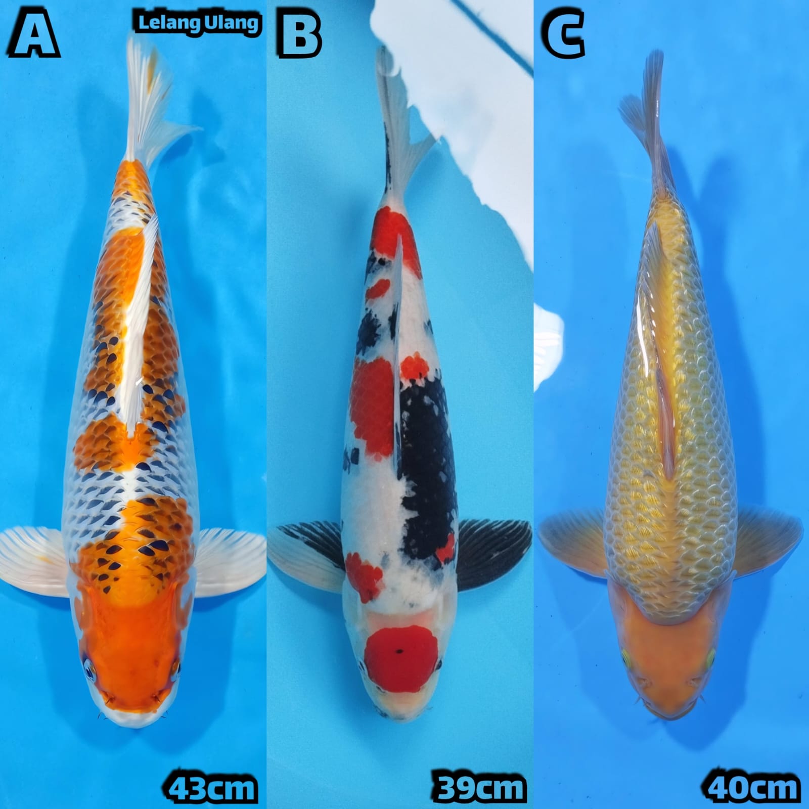 Lelang Koi Online, Jual Beli Ikan Koi, Pasar Koi Terbaik, Agen Lelang Koi, Penawaran Koi Berkualitas, Harga Jual Koi, Lelang Ikan Koi Import, Beli Koi Online, Jual Koi Murah, Koi Showroom, Penjual Koi Terpercaya, Lelang Koi Jakarta, Jual Koi Lokal, Koi Kualitas Unggul, Harga Terbaik Koi, Jual Koi Indukan, Lelang Ikan Hias Koi, Pasar Koi Indonesia, Beli Koi Berkualitas Tinggi, Koi Farm Terbesar, Jual Beli Koi Impor, Lelang Ikan Koi Kualitas Premium, Daftar Harga Koi Terbaru, Pusat Jual Beli Koi, Info Lelang Koi Hari Ini.