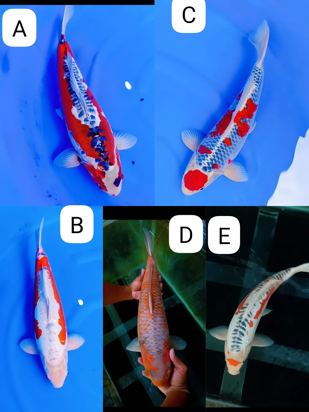 Lelang Koi Online, Jual Beli Ikan Koi, Pasar Koi Terbaik, Agen Lelang Koi, Penawaran Koi Berkualitas, Harga Jual Koi, Lelang Ikan Koi Import, Beli Koi Online, Jual Koi Murah, Koi Showroom, Penjual Koi Terpercaya, Lelang Koi Jakarta, Jual Koi Lokal, Koi Kualitas Unggul, Harga Terbaik Koi, Jual Koi Indukan, Lelang Ikan Hias Koi, Pasar Koi Indonesia, Beli Koi Berkualitas Tinggi, Koi Farm Terbesar, Jual Beli Koi Impor, Lelang Ikan Koi Kualitas Premium, Daftar Harga Koi Terbaru, Pusat Jual Beli Koi, Info Lelang Koi Hari Ini.