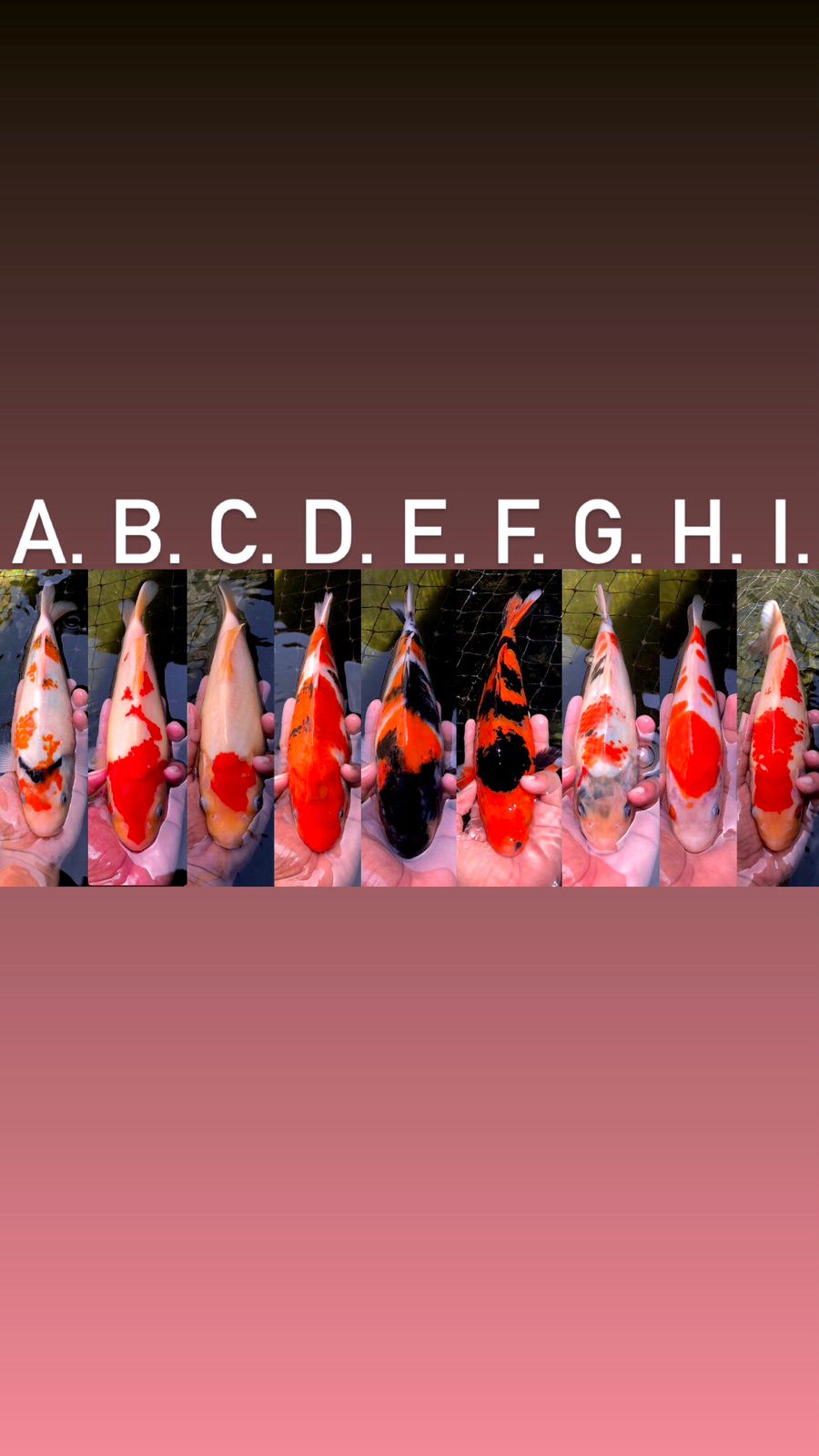 Lelang Koi Online, Jual Beli Ikan Koi, Pasar Koi Terbaik, Agen Lelang Koi, Penawaran Koi Berkualitas, Harga Jual Koi, Lelang Ikan Koi Import, Beli Koi Online, Jual Koi Murah, Koi Showroom, Penjual Koi Terpercaya, Lelang Koi Jakarta, Jual Koi Lokal, Koi Kualitas Unggul, Harga Terbaik Koi, Jual Koi Indukan, Lelang Ikan Hias Koi, Pasar Koi Indonesia, Beli Koi Berkualitas Tinggi, Koi Farm Terbesar, Jual Beli Koi Impor, Lelang Ikan Koi Kualitas Premium, Daftar Harga Koi Terbaru, Pusat Jual Beli Koi, Info Lelang Koi Hari Ini.