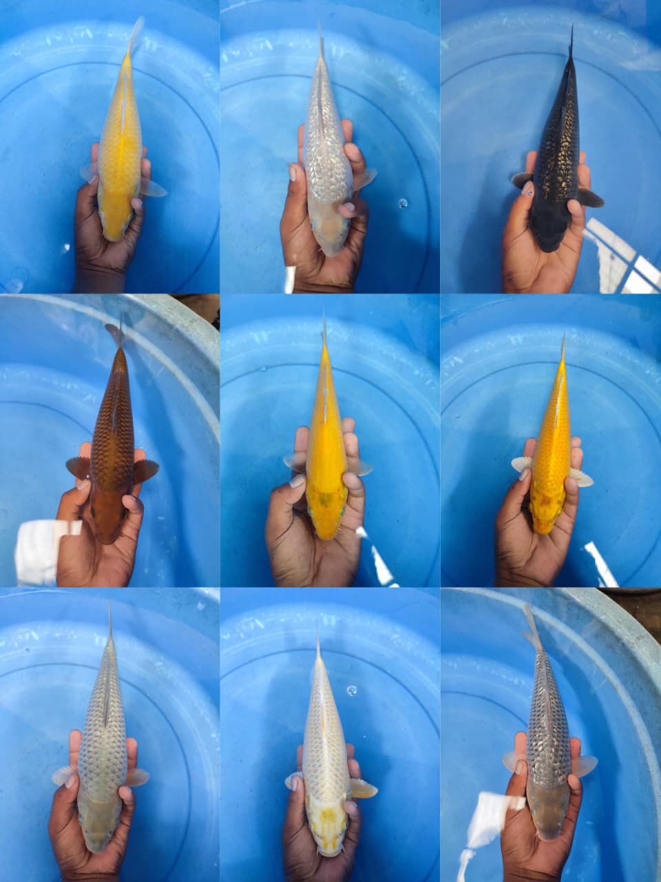 Lelang Koi Online, Jual Beli Ikan Koi, Pasar Koi Terbaik, Agen Lelang Koi, Penawaran Koi Berkualitas, Harga Jual Koi, Lelang Ikan Koi Import, Beli Koi Online, Jual Koi Murah, Koi Showroom, Penjual Koi Terpercaya, Lelang Koi Jakarta, Jual Koi Lokal, Koi Kualitas Unggul, Harga Terbaik Koi, Jual Koi Indukan, Lelang Ikan Hias Koi, Pasar Koi Indonesia, Beli Koi Berkualitas Tinggi, Koi Farm Terbesar, Jual Beli Koi Impor, Lelang Ikan Koi Kualitas Premium, Daftar Harga Koi Terbaru, Pusat Jual Beli Koi, Info Lelang Koi Hari Ini.