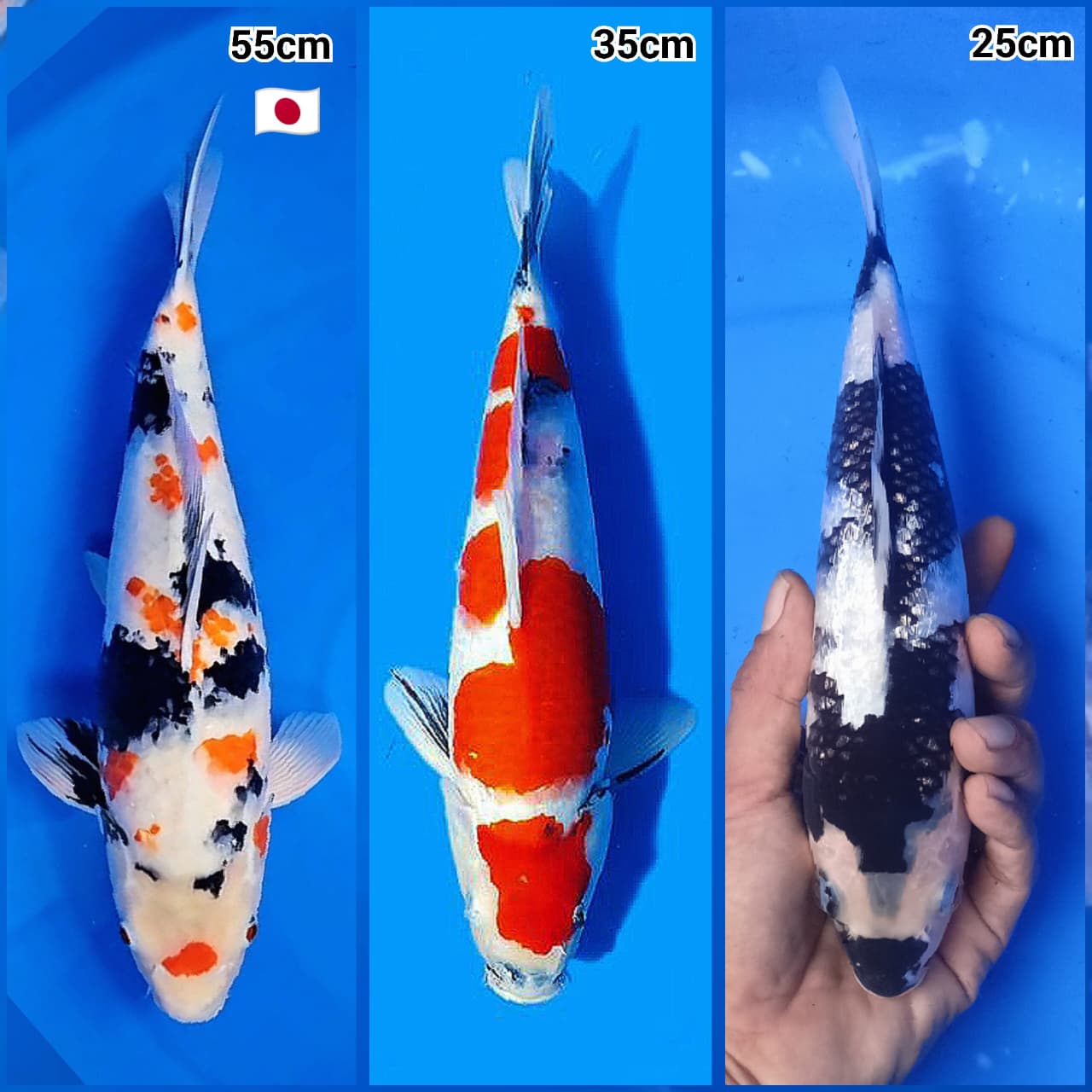 Lelang Koi Online, Jual Beli Ikan Koi, Pasar Koi Terbaik, Agen Lelang Koi, Penawaran Koi Berkualitas, Harga Jual Koi, Lelang Ikan Koi Import, Beli Koi Online, Jual Koi Murah, Koi Showroom, Penjual Koi Terpercaya, Lelang Koi Jakarta, Jual Koi Lokal, Koi Kualitas Unggul, Harga Terbaik Koi, Jual Koi Indukan, Lelang Ikan Hias Koi, Pasar Koi Indonesia, Beli Koi Berkualitas Tinggi, Koi Farm Terbesar, Jual Beli Koi Impor, Lelang Ikan Koi Kualitas Premium, Daftar Harga Koi Terbaru, Pusat Jual Beli Koi, Info Lelang Koi Hari Ini.