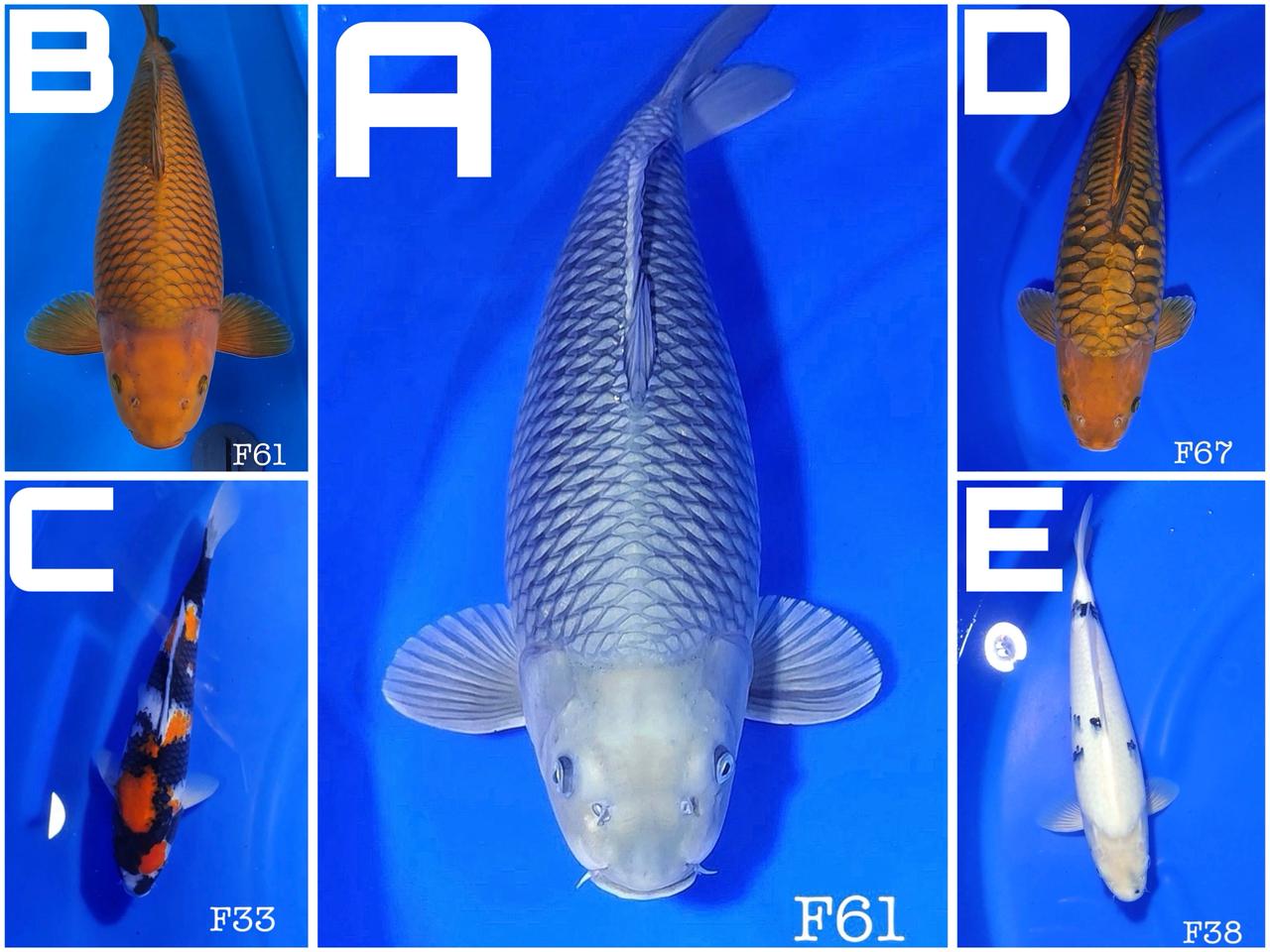 Lelang Koi Online, Jual Beli Ikan Koi, Pasar Koi Terbaik, Agen Lelang Koi, Penawaran Koi Berkualitas, Harga Jual Koi, Lelang Ikan Koi Import, Beli Koi Online, Jual Koi Murah, Koi Showroom, Penjual Koi Terpercaya, Lelang Koi Jakarta, Jual Koi Lokal, Koi Kualitas Unggul, Harga Terbaik Koi, Jual Koi Indukan, Lelang Ikan Hias Koi, Pasar Koi Indonesia, Beli Koi Berkualitas Tinggi, Koi Farm Terbesar, Jual Beli Koi Impor, Lelang Ikan Koi Kualitas Premium, Daftar Harga Koi Terbaru, Pusat Jual Beli Koi, Info Lelang Koi Hari Ini.