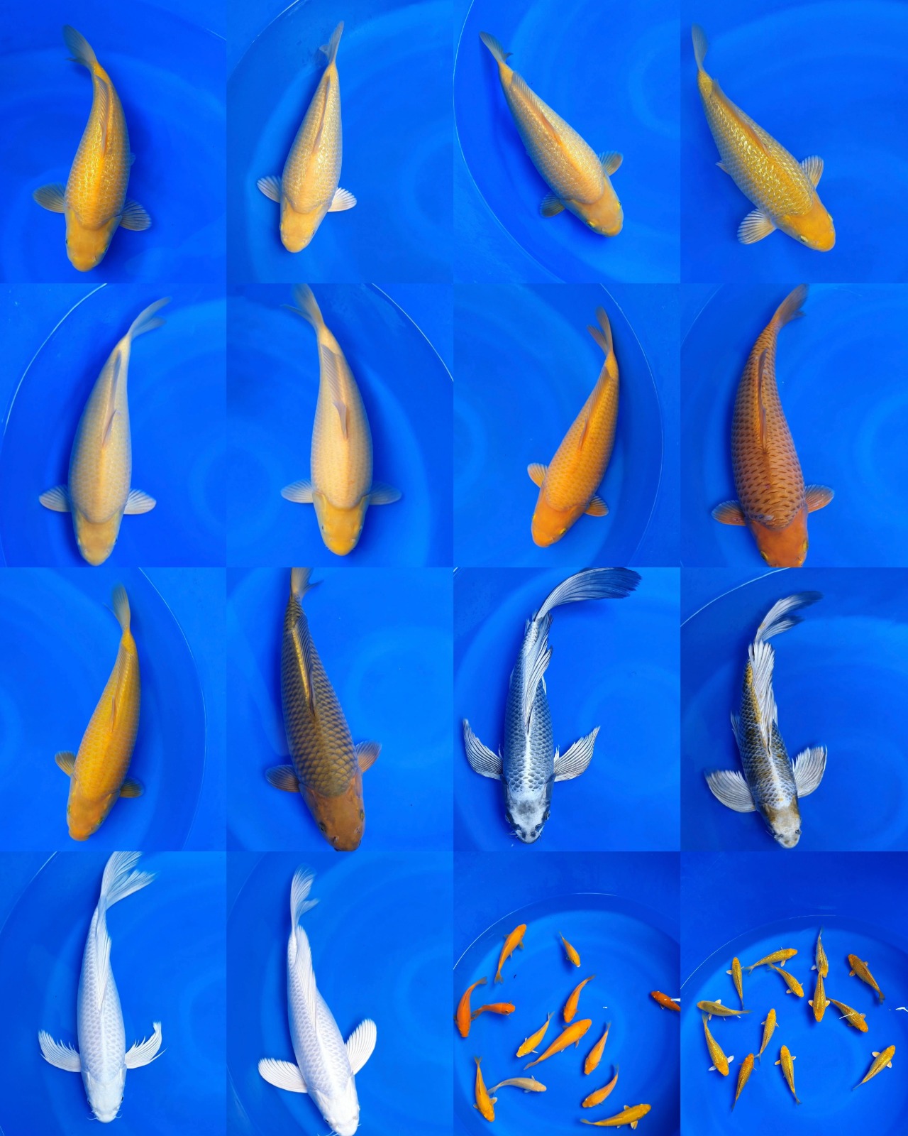 Lelang Koi Online, Jual Beli Ikan Koi, Pasar Koi Terbaik, Agen Lelang Koi, Penawaran Koi Berkualitas, Harga Jual Koi, Lelang Ikan Koi Import, Beli Koi Online, Jual Koi Murah, Koi Showroom, Penjual Koi Terpercaya, Lelang Koi Jakarta, Jual Koi Lokal, Koi Kualitas Unggul, Harga Terbaik Koi, Jual Koi Indukan, Lelang Ikan Hias Koi, Pasar Koi Indonesia, Beli Koi Berkualitas Tinggi, Koi Farm Terbesar, Jual Beli Koi Impor, Lelang Ikan Koi Kualitas Premium, Daftar Harga Koi Terbaru, Pusat Jual Beli Koi, Info Lelang Koi Hari Ini.