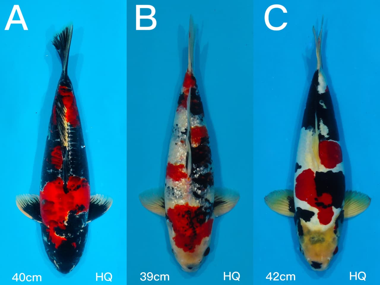 Lelang Koi Online, Jual Beli Ikan Koi, Pasar Koi Terbaik, Agen Lelang Koi, Penawaran Koi Berkualitas, Harga Jual Koi, Lelang Ikan Koi Import, Beli Koi Online, Jual Koi Murah, Koi Showroom, Penjual Koi Terpercaya, Lelang Koi Jakarta, Jual Koi Lokal, Koi Kualitas Unggul, Harga Terbaik Koi, Jual Koi Indukan, Lelang Ikan Hias Koi, Pasar Koi Indonesia, Beli Koi Berkualitas Tinggi, Koi Farm Terbesar, Jual Beli Koi Impor, Lelang Ikan Koi Kualitas Premium, Daftar Harga Koi Terbaru, Pusat Jual Beli Koi, Info Lelang Koi Hari Ini.