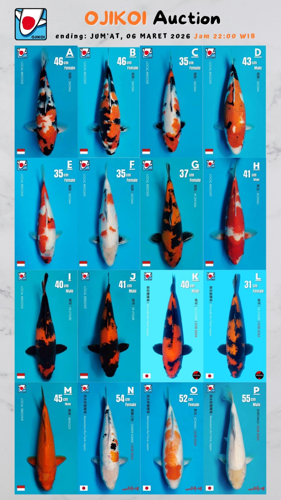 Lelang Koi Online, Jual Beli Ikan Koi, Pasar Koi Terbaik, Agen Lelang Koi, Penawaran Koi Berkualitas, Harga Jual Koi, Lelang Ikan Koi Import, Beli Koi Online, Jual Koi Murah, Koi Showroom, Penjual Koi Terpercaya, Lelang Koi Jakarta, Jual Koi Lokal, Koi Kualitas Unggul, Harga Terbaik Koi, Jual Koi Indukan, Lelang Ikan Hias Koi, Pasar Koi Indonesia, Beli Koi Berkualitas Tinggi, Koi Farm Terbesar, Jual Beli Koi Impor, Lelang Ikan Koi Kualitas Premium, Daftar Harga Koi Terbaru, Pusat Jual Beli Koi, Info Lelang Koi Hari Ini.