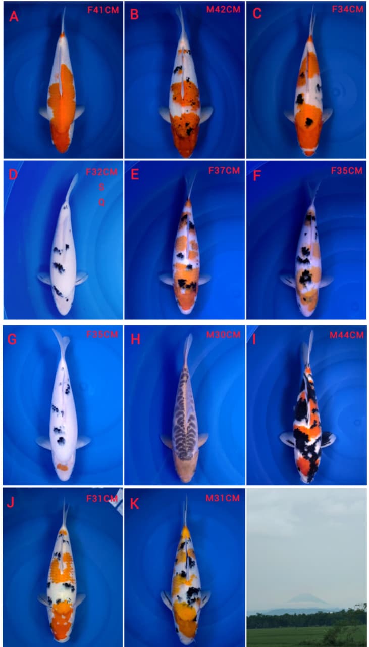 Lelang Koi Online, Jual Beli Ikan Koi, Pasar Koi Terbaik, Agen Lelang Koi, Penawaran Koi Berkualitas, Harga Jual Koi, Lelang Ikan Koi Import, Beli Koi Online, Jual Koi Murah, Koi Showroom, Penjual Koi Terpercaya, Lelang Koi Jakarta, Jual Koi Lokal, Koi Kualitas Unggul, Harga Terbaik Koi, Jual Koi Indukan, Lelang Ikan Hias Koi, Pasar Koi Indonesia, Beli Koi Berkualitas Tinggi, Koi Farm Terbesar, Jual Beli Koi Impor, Lelang Ikan Koi Kualitas Premium, Daftar Harga Koi Terbaru, Pusat Jual Beli Koi, Info Lelang Koi Hari Ini.