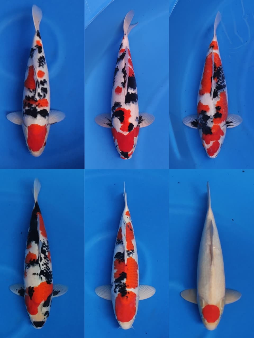 Lelang Koi Online, Jual Beli Ikan Koi, Pasar Koi Terbaik, Agen Lelang Koi, Penawaran Koi Berkualitas, Harga Jual Koi, Lelang Ikan Koi Import, Beli Koi Online, Jual Koi Murah, Koi Showroom, Penjual Koi Terpercaya, Lelang Koi Jakarta, Jual Koi Lokal, Koi Kualitas Unggul, Harga Terbaik Koi, Jual Koi Indukan, Lelang Ikan Hias Koi, Pasar Koi Indonesia, Beli Koi Berkualitas Tinggi, Koi Farm Terbesar, Jual Beli Koi Impor, Lelang Ikan Koi Kualitas Premium, Daftar Harga Koi Terbaru, Pusat Jual Beli Koi, Info Lelang Koi Hari Ini.