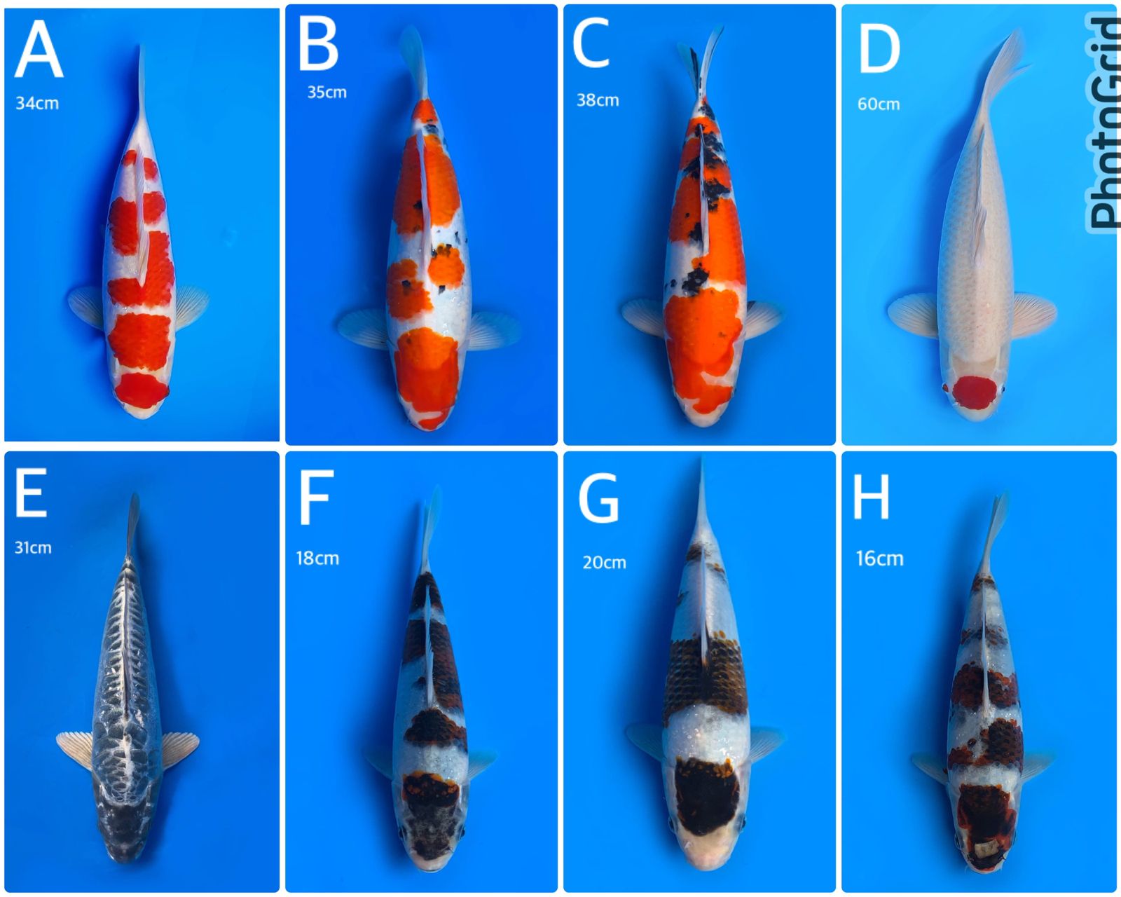 Lelang Koi Online, Jual Beli Ikan Koi, Pasar Koi Terbaik, Agen Lelang Koi, Penawaran Koi Berkualitas, Harga Jual Koi, Lelang Ikan Koi Import, Beli Koi Online, Jual Koi Murah, Koi Showroom, Penjual Koi Terpercaya, Lelang Koi Jakarta, Jual Koi Lokal, Koi Kualitas Unggul, Harga Terbaik Koi, Jual Koi Indukan, Lelang Ikan Hias Koi, Pasar Koi Indonesia, Beli Koi Berkualitas Tinggi, Koi Farm Terbesar, Jual Beli Koi Impor, Lelang Ikan Koi Kualitas Premium, Daftar Harga Koi Terbaru, Pusat Jual Beli Koi, Info Lelang Koi Hari Ini.