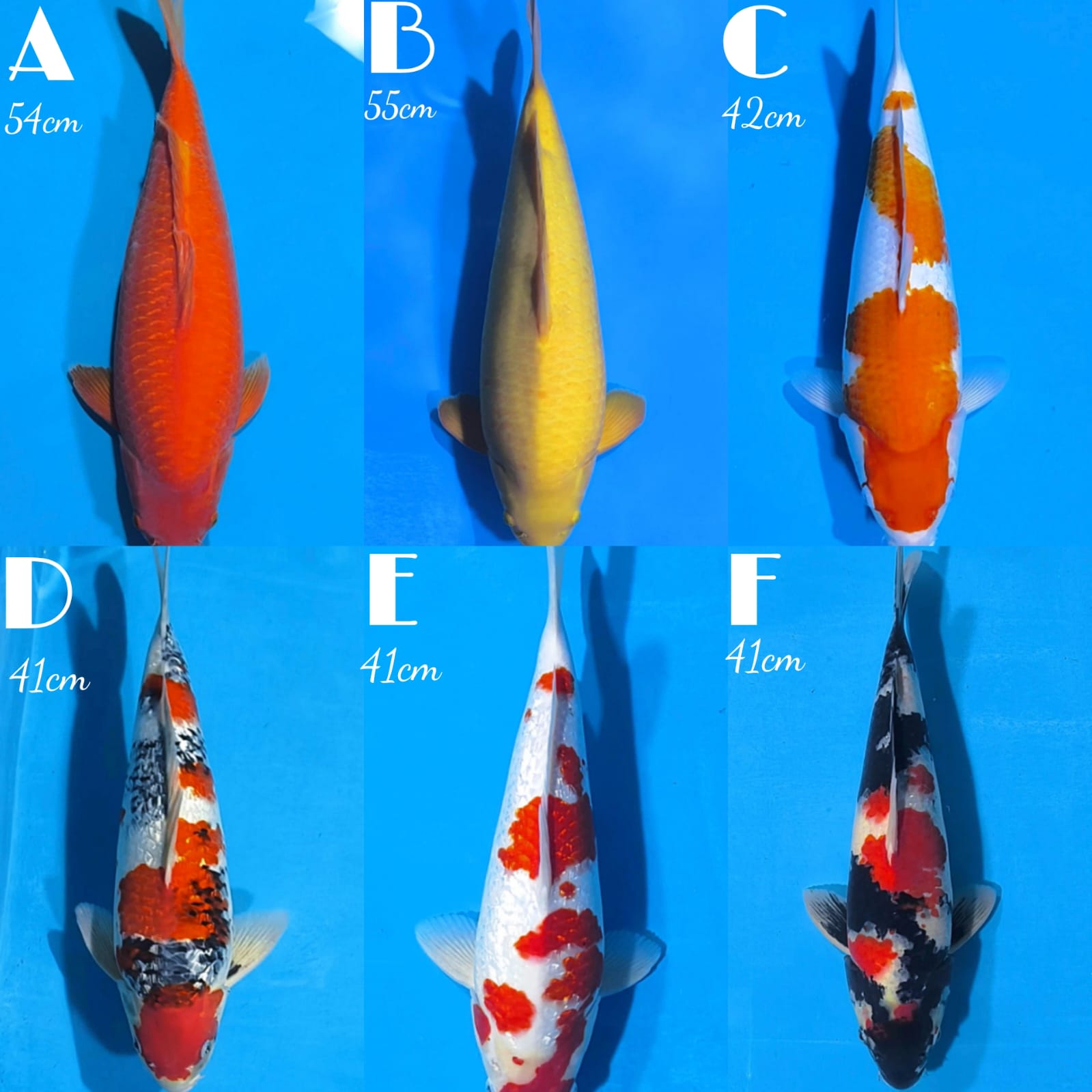 Lelang Koi Online, Jual Beli Ikan Koi, Pasar Koi Terbaik, Agen Lelang Koi, Penawaran Koi Berkualitas, Harga Jual Koi, Lelang Ikan Koi Import, Beli Koi Online, Jual Koi Murah, Koi Showroom, Penjual Koi Terpercaya, Lelang Koi Jakarta, Jual Koi Lokal, Koi Kualitas Unggul, Harga Terbaik Koi, Jual Koi Indukan, Lelang Ikan Hias Koi, Pasar Koi Indonesia, Beli Koi Berkualitas Tinggi, Koi Farm Terbesar, Jual Beli Koi Impor, Lelang Ikan Koi Kualitas Premium, Daftar Harga Koi Terbaru, Pusat Jual Beli Koi, Info Lelang Koi Hari Ini.
