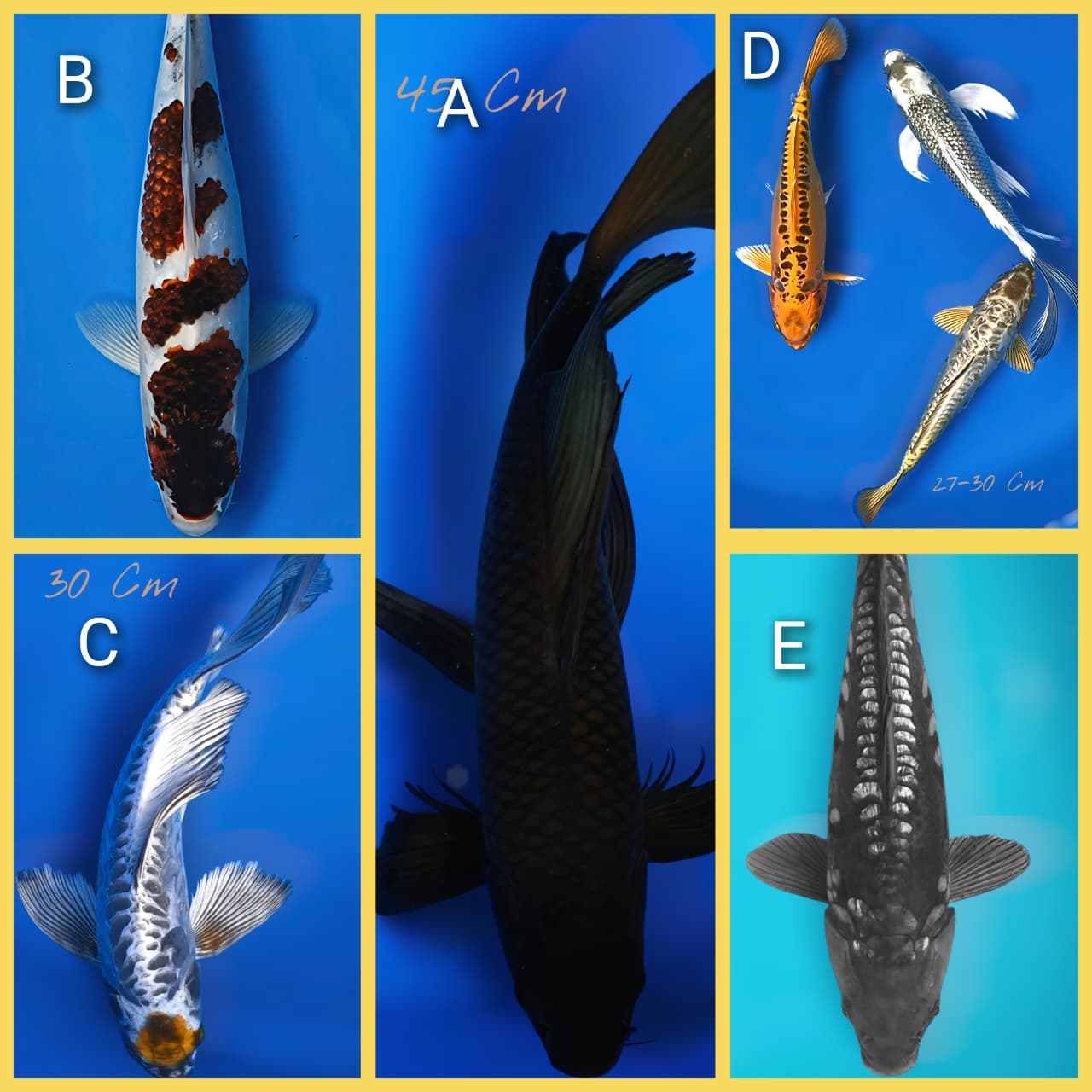 Lelang Koi Online, Jual Beli Ikan Koi, Pasar Koi Terbaik, Agen Lelang Koi, Penawaran Koi Berkualitas, Harga Jual Koi, Lelang Ikan Koi Import, Beli Koi Online, Jual Koi Murah, Koi Showroom, Penjual Koi Terpercaya, Lelang Koi Jakarta, Jual Koi Lokal, Koi Kualitas Unggul, Harga Terbaik Koi, Jual Koi Indukan, Lelang Ikan Hias Koi, Pasar Koi Indonesia, Beli Koi Berkualitas Tinggi, Koi Farm Terbesar, Jual Beli Koi Impor, Lelang Ikan Koi Kualitas Premium, Daftar Harga Koi Terbaru, Pusat Jual Beli Koi, Info Lelang Koi Hari Ini.