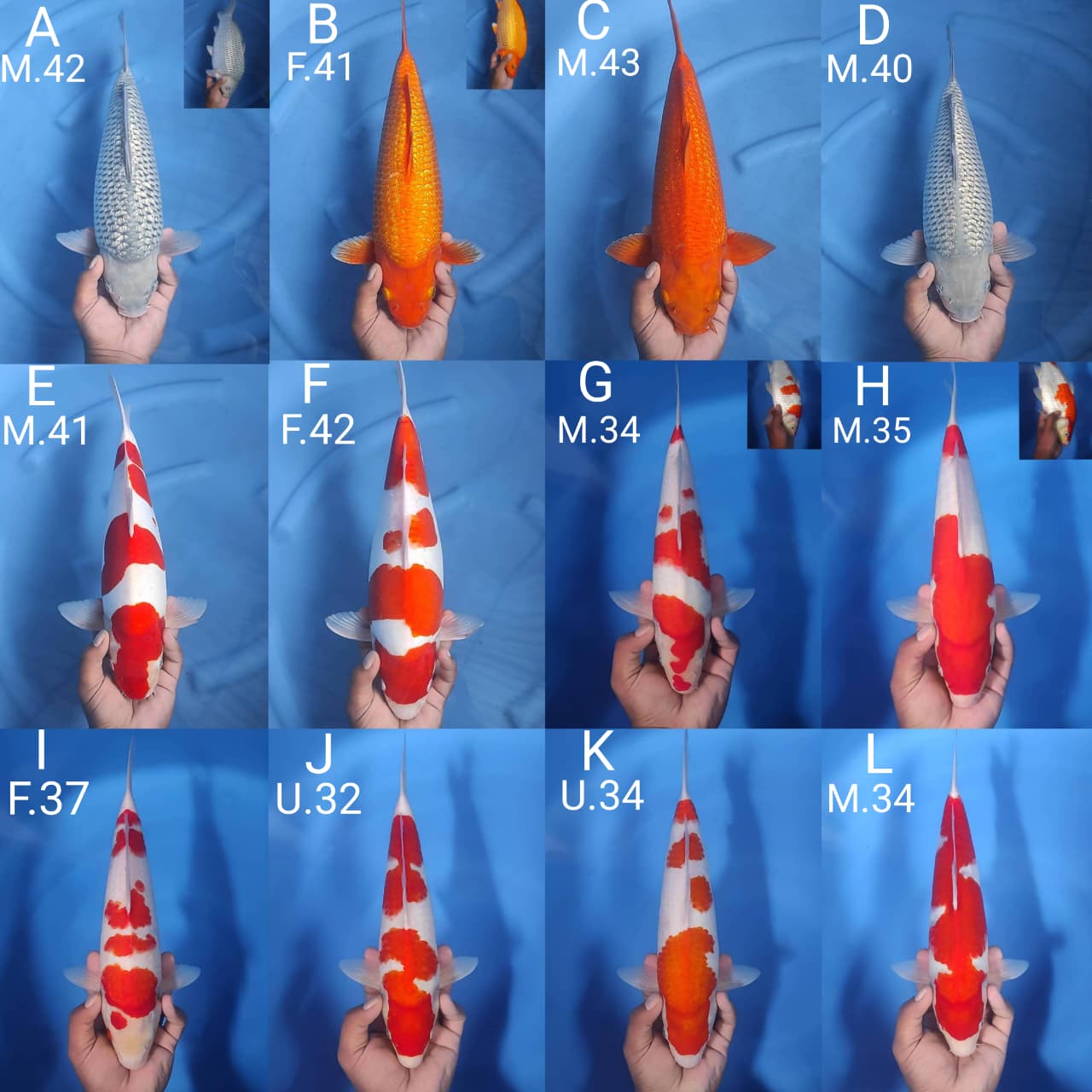 Lelang Koi Online, Jual Beli Ikan Koi, Pasar Koi Terbaik, Agen Lelang Koi, Penawaran Koi Berkualitas, Harga Jual Koi, Lelang Ikan Koi Import, Beli Koi Online, Jual Koi Murah, Koi Showroom, Penjual Koi Terpercaya, Lelang Koi Jakarta, Jual Koi Lokal, Koi Kualitas Unggul, Harga Terbaik Koi, Jual Koi Indukan, Lelang Ikan Hias Koi, Pasar Koi Indonesia, Beli Koi Berkualitas Tinggi, Koi Farm Terbesar, Jual Beli Koi Impor, Lelang Ikan Koi Kualitas Premium, Daftar Harga Koi Terbaru, Pusat Jual Beli Koi, Info Lelang Koi Hari Ini.