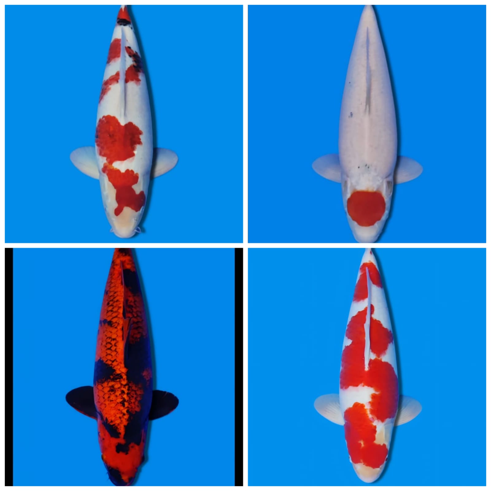 Lelang Koi Online, Jual Beli Ikan Koi, Pasar Koi Terbaik, Agen Lelang Koi, Penawaran Koi Berkualitas, Harga Jual Koi, Lelang Ikan Koi Import, Beli Koi Online, Jual Koi Murah, Koi Showroom, Penjual Koi Terpercaya, Lelang Koi Jakarta, Jual Koi Lokal, Koi Kualitas Unggul, Harga Terbaik Koi, Jual Koi Indukan, Lelang Ikan Hias Koi, Pasar Koi Indonesia, Beli Koi Berkualitas Tinggi, Koi Farm Terbesar, Jual Beli Koi Impor, Lelang Ikan Koi Kualitas Premium, Daftar Harga Koi Terbaru, Pusat Jual Beli Koi, Info Lelang Koi Hari Ini.
