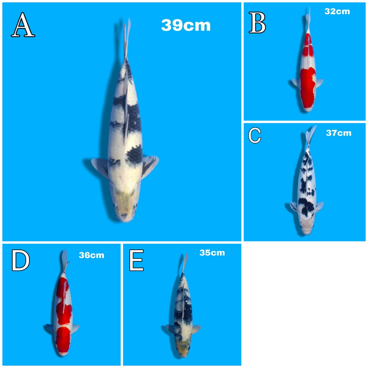 Lelang Koi Online, Jual Beli Ikan Koi, Pasar Koi Terbaik, Agen Lelang Koi, Penawaran Koi Berkualitas, Harga Jual Koi, Lelang Ikan Koi Import, Beli Koi Online, Jual Koi Murah, Koi Showroom, Penjual Koi Terpercaya, Lelang Koi Jakarta, Jual Koi Lokal, Koi Kualitas Unggul, Harga Terbaik Koi, Jual Koi Indukan, Lelang Ikan Hias Koi, Pasar Koi Indonesia, Beli Koi Berkualitas Tinggi, Koi Farm Terbesar, Jual Beli Koi Impor, Lelang Ikan Koi Kualitas Premium, Daftar Harga Koi Terbaru, Pusat Jual Beli Koi, Info Lelang Koi Hari Ini.