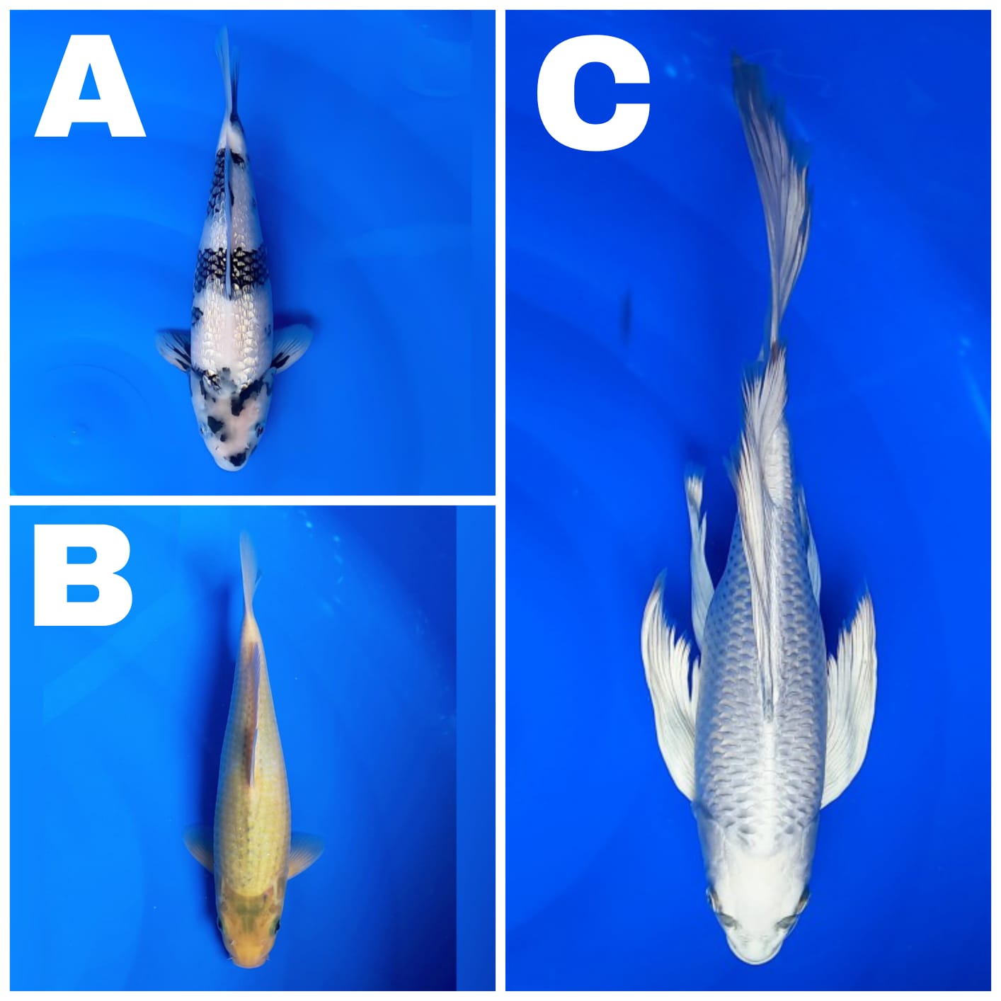 Lelang Koi Online, Jual Beli Ikan Koi, Pasar Koi Terbaik, Agen Lelang Koi, Penawaran Koi Berkualitas, Harga Jual Koi, Lelang Ikan Koi Import, Beli Koi Online, Jual Koi Murah, Koi Showroom, Penjual Koi Terpercaya, Lelang Koi Jakarta, Jual Koi Lokal, Koi Kualitas Unggul, Harga Terbaik Koi, Jual Koi Indukan, Lelang Ikan Hias Koi, Pasar Koi Indonesia, Beli Koi Berkualitas Tinggi, Koi Farm Terbesar, Jual Beli Koi Impor, Lelang Ikan Koi Kualitas Premium, Daftar Harga Koi Terbaru, Pusat Jual Beli Koi, Info Lelang Koi Hari Ini.