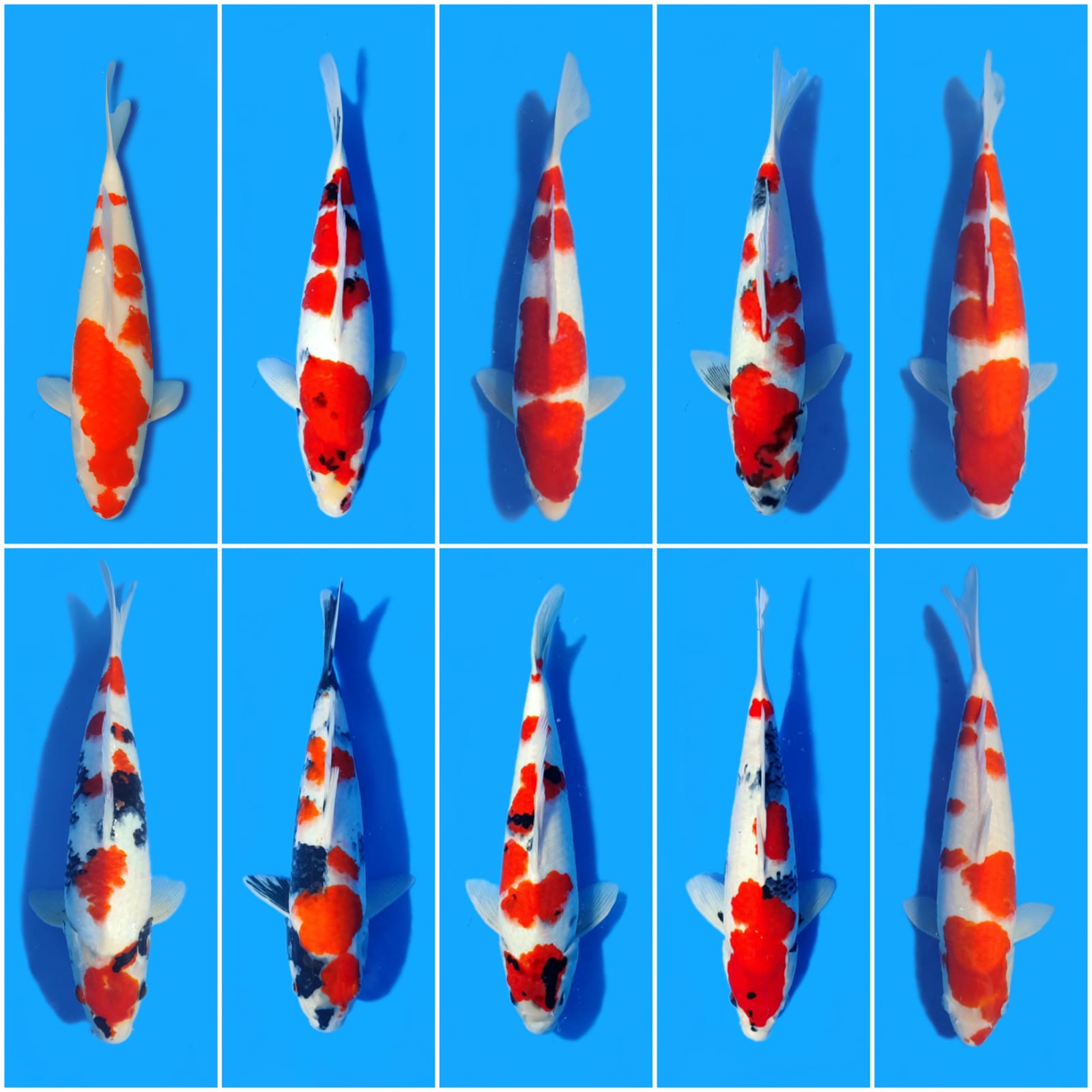Lelang Koi Online, Jual Beli Ikan Koi, Pasar Koi Terbaik, Agen Lelang Koi, Penawaran Koi Berkualitas, Harga Jual Koi, Lelang Ikan Koi Import, Beli Koi Online, Jual Koi Murah, Koi Showroom, Penjual Koi Terpercaya, Lelang Koi Jakarta, Jual Koi Lokal, Koi Kualitas Unggul, Harga Terbaik Koi, Jual Koi Indukan, Lelang Ikan Hias Koi, Pasar Koi Indonesia, Beli Koi Berkualitas Tinggi, Koi Farm Terbesar, Jual Beli Koi Impor, Lelang Ikan Koi Kualitas Premium, Daftar Harga Koi Terbaru, Pusat Jual Beli Koi, Info Lelang Koi Hari Ini.