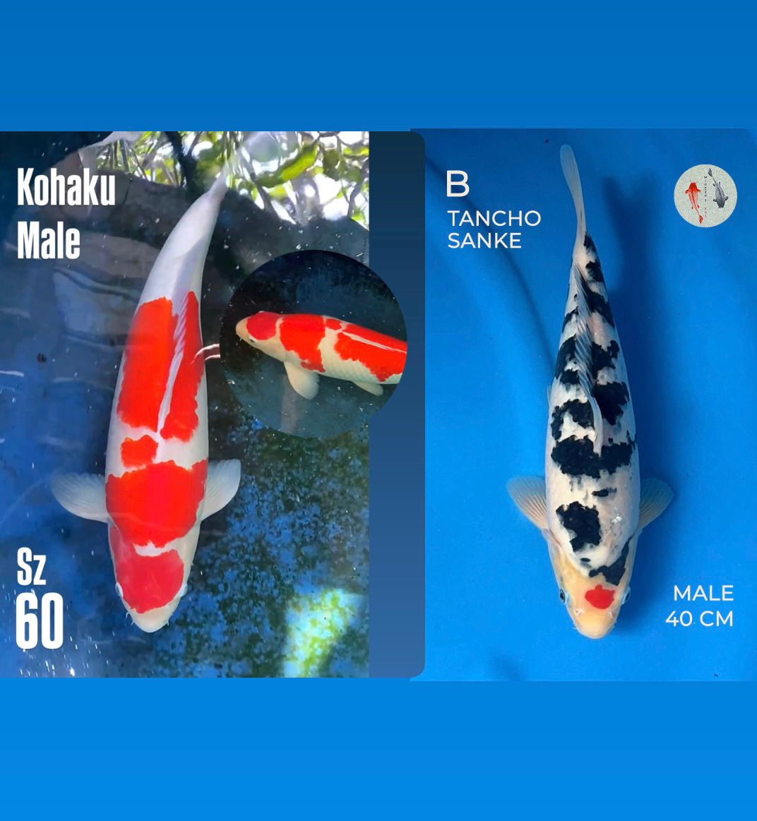 Lelang Koi Online, Jual Beli Ikan Koi, Pasar Koi Terbaik, Agen Lelang Koi, Penawaran Koi Berkualitas, Harga Jual Koi, Lelang Ikan Koi Import, Beli Koi Online, Jual Koi Murah, Koi Showroom, Penjual Koi Terpercaya, Lelang Koi Jakarta, Jual Koi Lokal, Koi Kualitas Unggul, Harga Terbaik Koi, Jual Koi Indukan, Lelang Ikan Hias Koi, Pasar Koi Indonesia, Beli Koi Berkualitas Tinggi, Koi Farm Terbesar, Jual Beli Koi Impor, Lelang Ikan Koi Kualitas Premium, Daftar Harga Koi Terbaru, Pusat Jual Beli Koi, Info Lelang Koi Hari Ini.