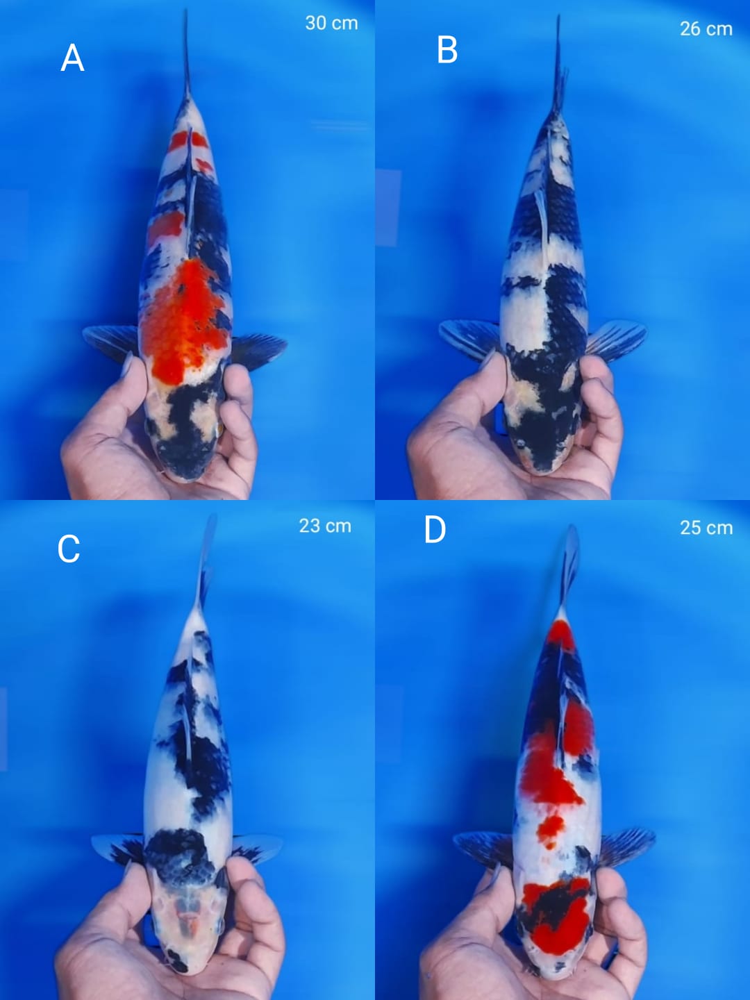 Lelang Koi Online, Jual Beli Ikan Koi, Pasar Koi Terbaik, Agen Lelang Koi, Penawaran Koi Berkualitas, Harga Jual Koi, Lelang Ikan Koi Import, Beli Koi Online, Jual Koi Murah, Koi Showroom, Penjual Koi Terpercaya, Lelang Koi Jakarta, Jual Koi Lokal, Koi Kualitas Unggul, Harga Terbaik Koi, Jual Koi Indukan, Lelang Ikan Hias Koi, Pasar Koi Indonesia, Beli Koi Berkualitas Tinggi, Koi Farm Terbesar, Jual Beli Koi Impor, Lelang Ikan Koi Kualitas Premium, Daftar Harga Koi Terbaru, Pusat Jual Beli Koi, Info Lelang Koi Hari Ini.