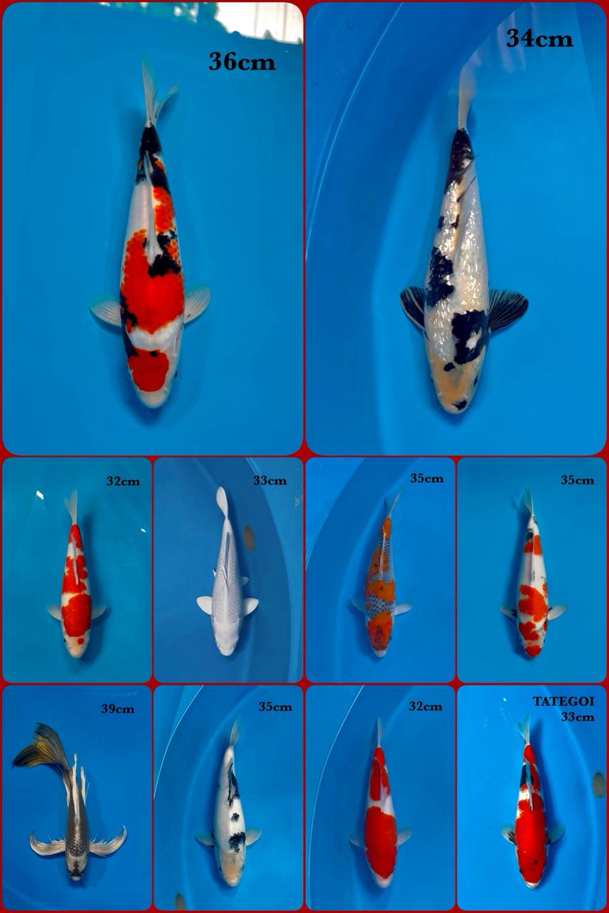 Lelang Koi Online, Jual Beli Ikan Koi, Pasar Koi Terbaik, Agen Lelang Koi, Penawaran Koi Berkualitas, Harga Jual Koi, Lelang Ikan Koi Import, Beli Koi Online, Jual Koi Murah, Koi Showroom, Penjual Koi Terpercaya, Lelang Koi Jakarta, Jual Koi Lokal, Koi Kualitas Unggul, Harga Terbaik Koi, Jual Koi Indukan, Lelang Ikan Hias Koi, Pasar Koi Indonesia, Beli Koi Berkualitas Tinggi, Koi Farm Terbesar, Jual Beli Koi Impor, Lelang Ikan Koi Kualitas Premium, Daftar Harga Koi Terbaru, Pusat Jual Beli Koi, Info Lelang Koi Hari Ini.