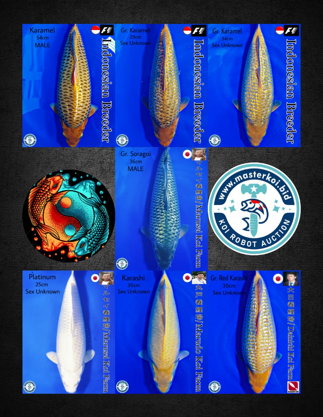 Lelang Koi Online, Jual Beli Ikan Koi, Pasar Koi Terbaik, Agen Lelang Koi, Penawaran Koi Berkualitas, Harga Jual Koi, Lelang Ikan Koi Import, Beli Koi Online, Jual Koi Murah, Koi Showroom, Penjual Koi Terpercaya, Lelang Koi Jakarta, Jual Koi Lokal, Koi Kualitas Unggul, Harga Terbaik Koi, Jual Koi Indukan, Lelang Ikan Hias Koi, Pasar Koi Indonesia, Beli Koi Berkualitas Tinggi, Koi Farm Terbesar, Jual Beli Koi Impor, Lelang Ikan Koi Kualitas Premium, Daftar Harga Koi Terbaru, Pusat Jual Beli Koi, Info Lelang Koi Hari Ini.