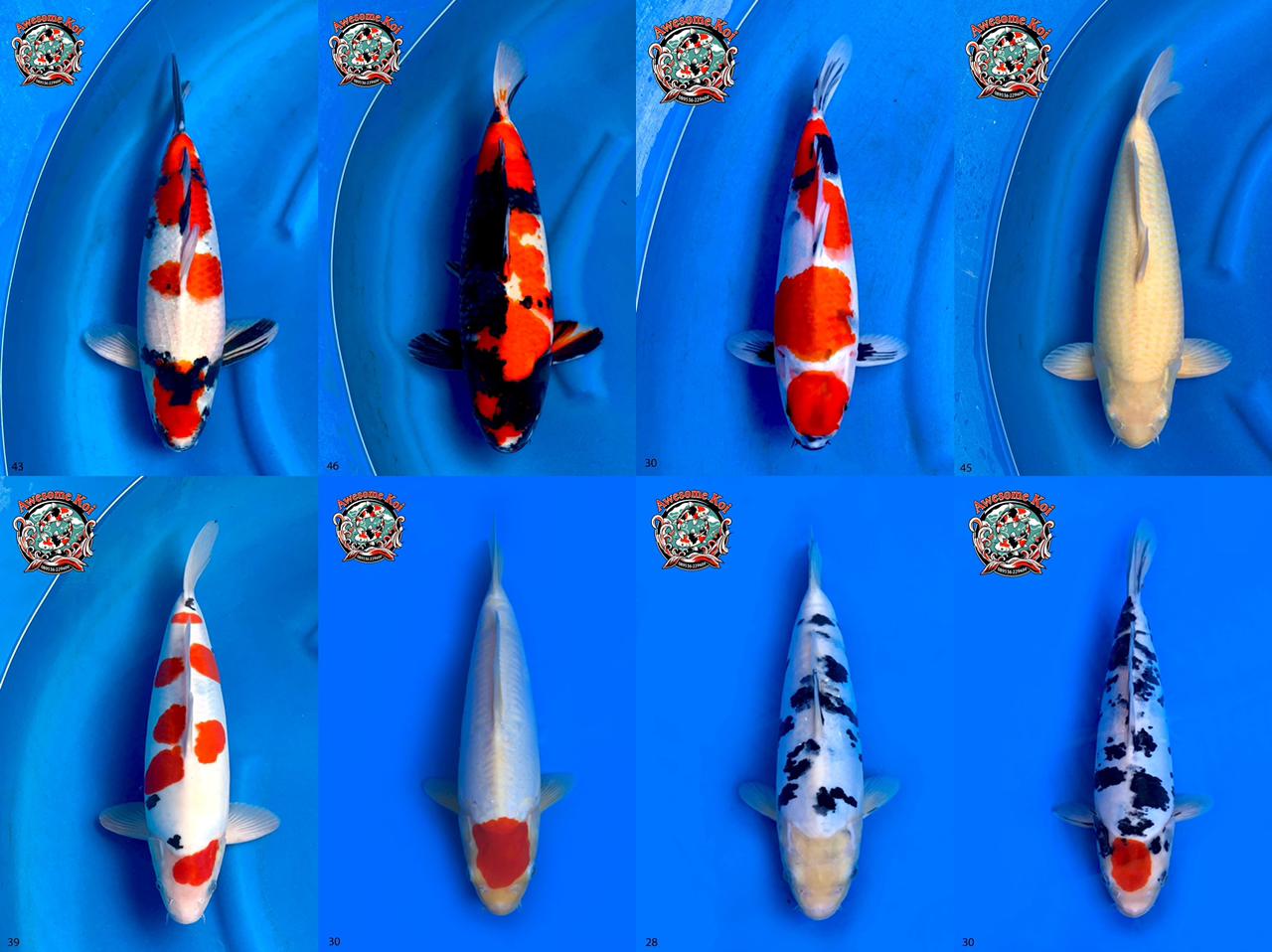 Lelang Koi Online, Jual Beli Ikan Koi, Pasar Koi Terbaik, Agen Lelang Koi, Penawaran Koi Berkualitas, Harga Jual Koi, Lelang Ikan Koi Import, Beli Koi Online, Jual Koi Murah, Koi Showroom, Penjual Koi Terpercaya, Lelang Koi Jakarta, Jual Koi Lokal, Koi Kualitas Unggul, Harga Terbaik Koi, Jual Koi Indukan, Lelang Ikan Hias Koi, Pasar Koi Indonesia, Beli Koi Berkualitas Tinggi, Koi Farm Terbesar, Jual Beli Koi Impor, Lelang Ikan Koi Kualitas Premium, Daftar Harga Koi Terbaru, Pusat Jual Beli Koi, Info Lelang Koi Hari Ini.
