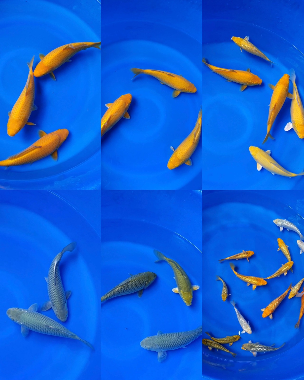 Lelang Koi Online, Jual Beli Ikan Koi, Pasar Koi Terbaik, Agen Lelang Koi, Penawaran Koi Berkualitas, Harga Jual Koi, Lelang Ikan Koi Import, Beli Koi Online, Jual Koi Murah, Koi Showroom, Penjual Koi Terpercaya, Lelang Koi Jakarta, Jual Koi Lokal, Koi Kualitas Unggul, Harga Terbaik Koi, Jual Koi Indukan, Lelang Ikan Hias Koi, Pasar Koi Indonesia, Beli Koi Berkualitas Tinggi, Koi Farm Terbesar, Jual Beli Koi Impor, Lelang Ikan Koi Kualitas Premium, Daftar Harga Koi Terbaru, Pusat Jual Beli Koi, Info Lelang Koi Hari Ini.