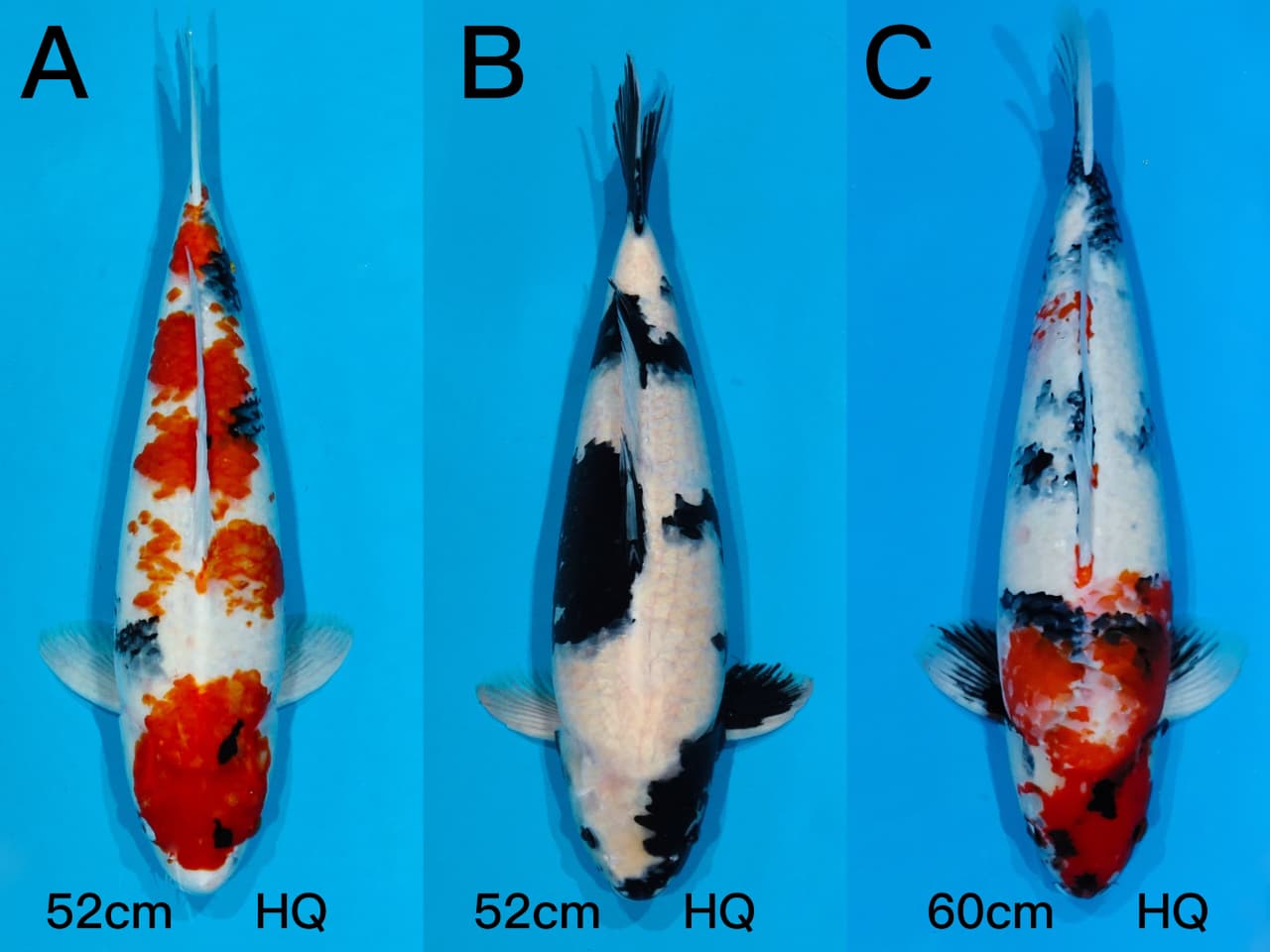 Lelang Koi Online, Jual Beli Ikan Koi, Pasar Koi Terbaik, Agen Lelang Koi, Penawaran Koi Berkualitas, Harga Jual Koi, Lelang Ikan Koi Import, Beli Koi Online, Jual Koi Murah, Koi Showroom, Penjual Koi Terpercaya, Lelang Koi Jakarta, Jual Koi Lokal, Koi Kualitas Unggul, Harga Terbaik Koi, Jual Koi Indukan, Lelang Ikan Hias Koi, Pasar Koi Indonesia, Beli Koi Berkualitas Tinggi, Koi Farm Terbesar, Jual Beli Koi Impor, Lelang Ikan Koi Kualitas Premium, Daftar Harga Koi Terbaru, Pusat Jual Beli Koi, Info Lelang Koi Hari Ini.