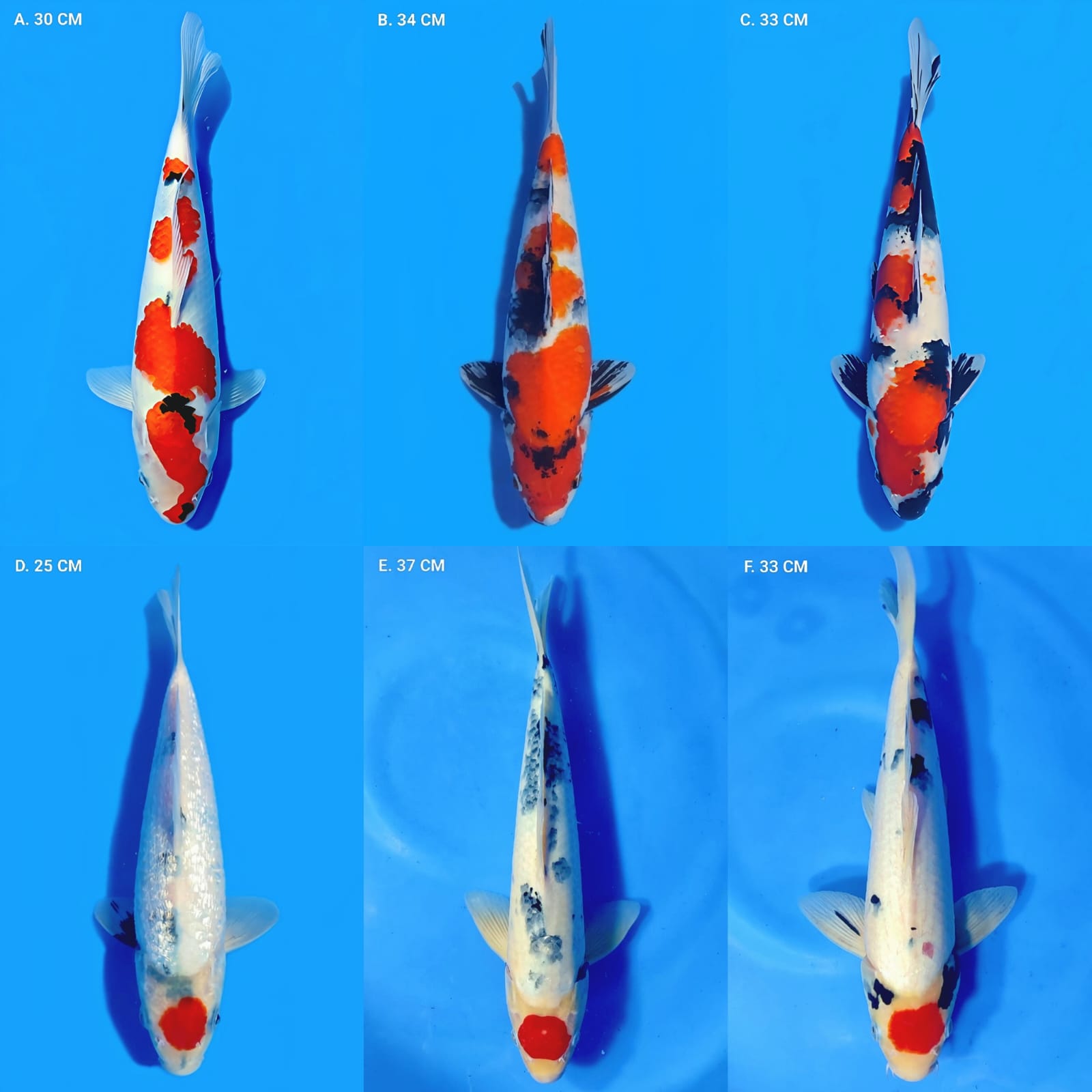 Lelang Koi Online, Jual Beli Ikan Koi, Pasar Koi Terbaik, Agen Lelang Koi, Penawaran Koi Berkualitas, Harga Jual Koi, Lelang Ikan Koi Import, Beli Koi Online, Jual Koi Murah, Koi Showroom, Penjual Koi Terpercaya, Lelang Koi Jakarta, Jual Koi Lokal, Koi Kualitas Unggul, Harga Terbaik Koi, Jual Koi Indukan, Lelang Ikan Hias Koi, Pasar Koi Indonesia, Beli Koi Berkualitas Tinggi, Koi Farm Terbesar, Jual Beli Koi Impor, Lelang Ikan Koi Kualitas Premium, Daftar Harga Koi Terbaru, Pusat Jual Beli Koi, Info Lelang Koi Hari Ini.