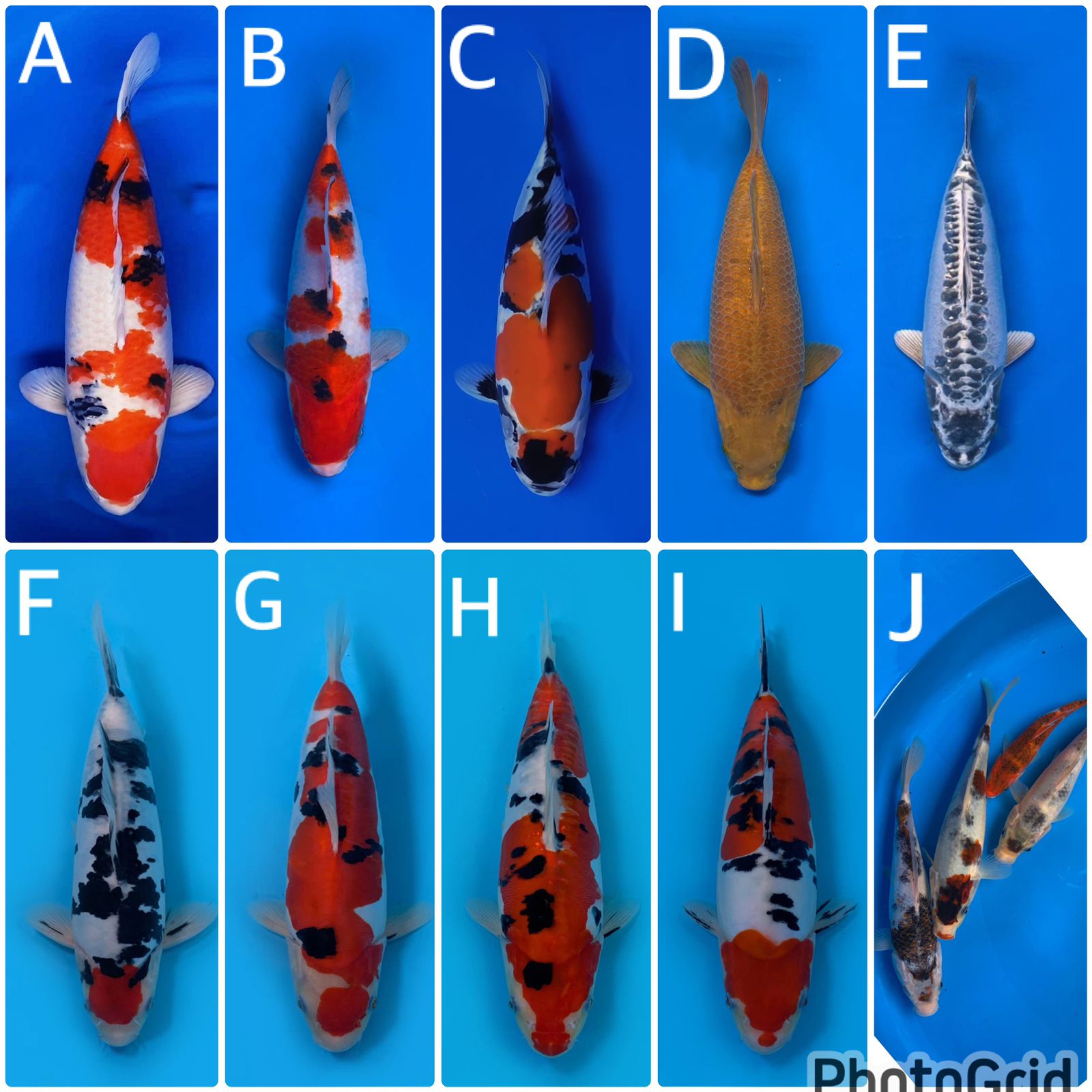 Lelang Koi Online, Jual Beli Ikan Koi, Pasar Koi Terbaik, Agen Lelang Koi, Penawaran Koi Berkualitas, Harga Jual Koi, Lelang Ikan Koi Import, Beli Koi Online, Jual Koi Murah, Koi Showroom, Penjual Koi Terpercaya, Lelang Koi Jakarta, Jual Koi Lokal, Koi Kualitas Unggul, Harga Terbaik Koi, Jual Koi Indukan, Lelang Ikan Hias Koi, Pasar Koi Indonesia, Beli Koi Berkualitas Tinggi, Koi Farm Terbesar, Jual Beli Koi Impor, Lelang Ikan Koi Kualitas Premium, Daftar Harga Koi Terbaru, Pusat Jual Beli Koi, Info Lelang Koi Hari Ini.