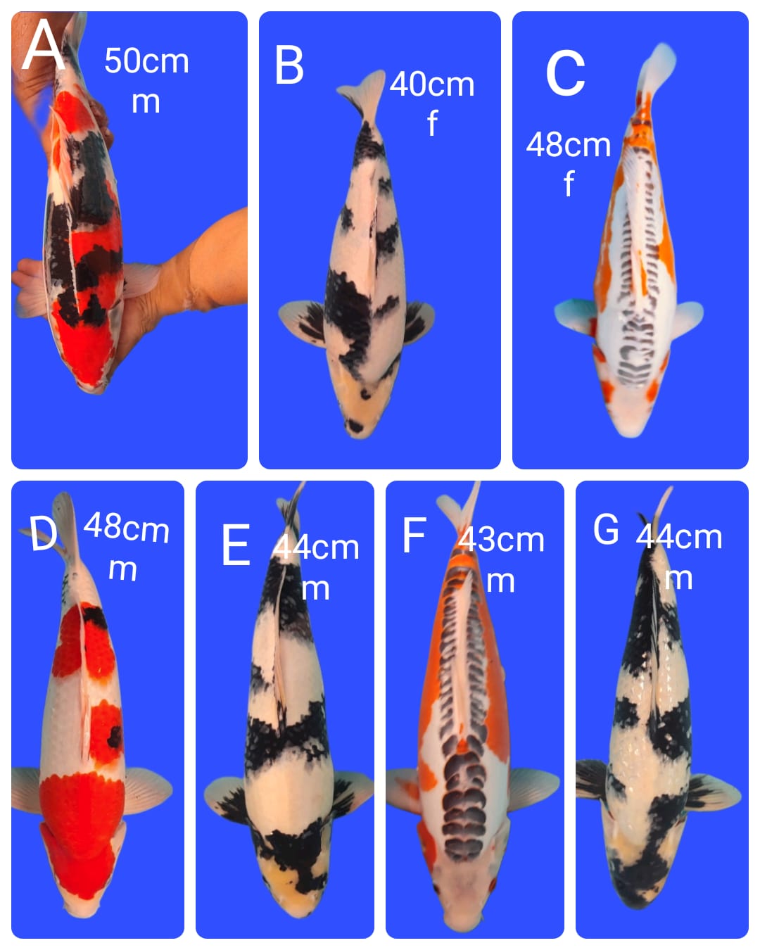 Lelang Koi Online, Jual Beli Ikan Koi, Pasar Koi Terbaik, Agen Lelang Koi, Penawaran Koi Berkualitas, Harga Jual Koi, Lelang Ikan Koi Import, Beli Koi Online, Jual Koi Murah, Koi Showroom, Penjual Koi Terpercaya, Lelang Koi Jakarta, Jual Koi Lokal, Koi Kualitas Unggul, Harga Terbaik Koi, Jual Koi Indukan, Lelang Ikan Hias Koi, Pasar Koi Indonesia, Beli Koi Berkualitas Tinggi, Koi Farm Terbesar, Jual Beli Koi Impor, Lelang Ikan Koi Kualitas Premium, Daftar Harga Koi Terbaru, Pusat Jual Beli Koi, Info Lelang Koi Hari Ini.