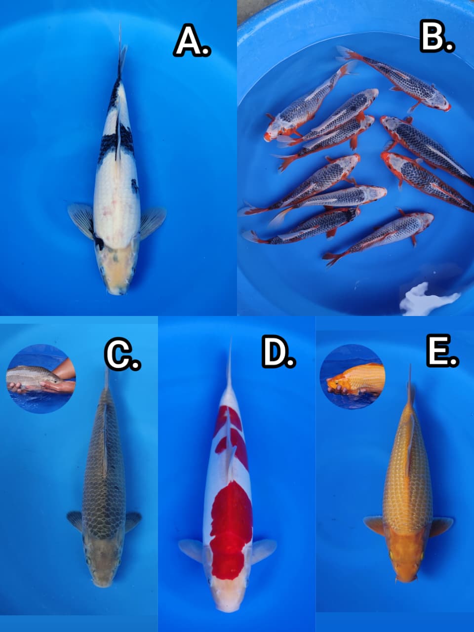 Lelang Koi Online, Jual Beli Ikan Koi, Pasar Koi Terbaik, Agen Lelang Koi, Penawaran Koi Berkualitas, Harga Jual Koi, Lelang Ikan Koi Import, Beli Koi Online, Jual Koi Murah, Koi Showroom, Penjual Koi Terpercaya, Lelang Koi Jakarta, Jual Koi Lokal, Koi Kualitas Unggul, Harga Terbaik Koi, Jual Koi Indukan, Lelang Ikan Hias Koi, Pasar Koi Indonesia, Beli Koi Berkualitas Tinggi, Koi Farm Terbesar, Jual Beli Koi Impor, Lelang Ikan Koi Kualitas Premium, Daftar Harga Koi Terbaru, Pusat Jual Beli Koi, Info Lelang Koi Hari Ini.
