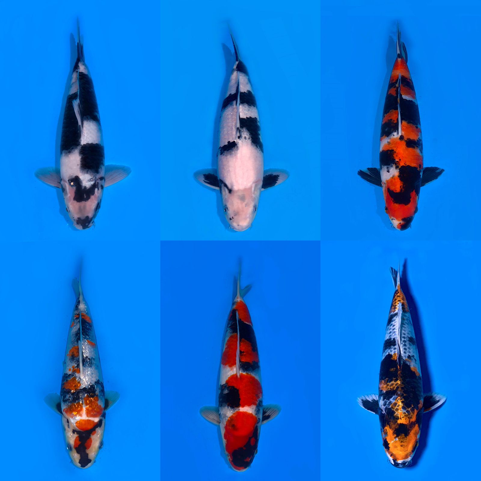 Lelang Koi Online, Jual Beli Ikan Koi, Pasar Koi Terbaik, Agen Lelang Koi, Penawaran Koi Berkualitas, Harga Jual Koi, Lelang Ikan Koi Import, Beli Koi Online, Jual Koi Murah, Koi Showroom, Penjual Koi Terpercaya, Lelang Koi Jakarta, Jual Koi Lokal, Koi Kualitas Unggul, Harga Terbaik Koi, Jual Koi Indukan, Lelang Ikan Hias Koi, Pasar Koi Indonesia, Beli Koi Berkualitas Tinggi, Koi Farm Terbesar, Jual Beli Koi Impor, Lelang Ikan Koi Kualitas Premium, Daftar Harga Koi Terbaru, Pusat Jual Beli Koi, Info Lelang Koi Hari Ini.